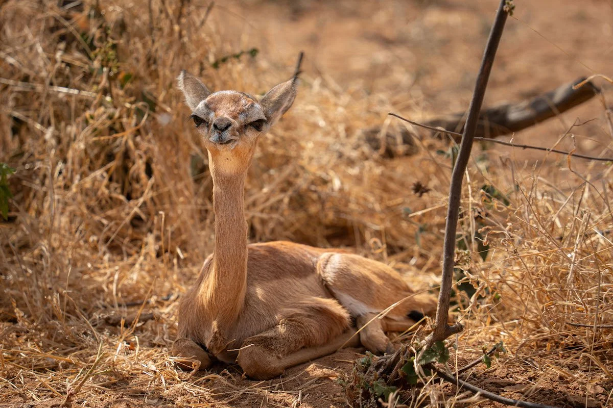 Gerenuks A Hidden Wonder Of East Africa Gerenuks A Hidden Wonder Of East Africa