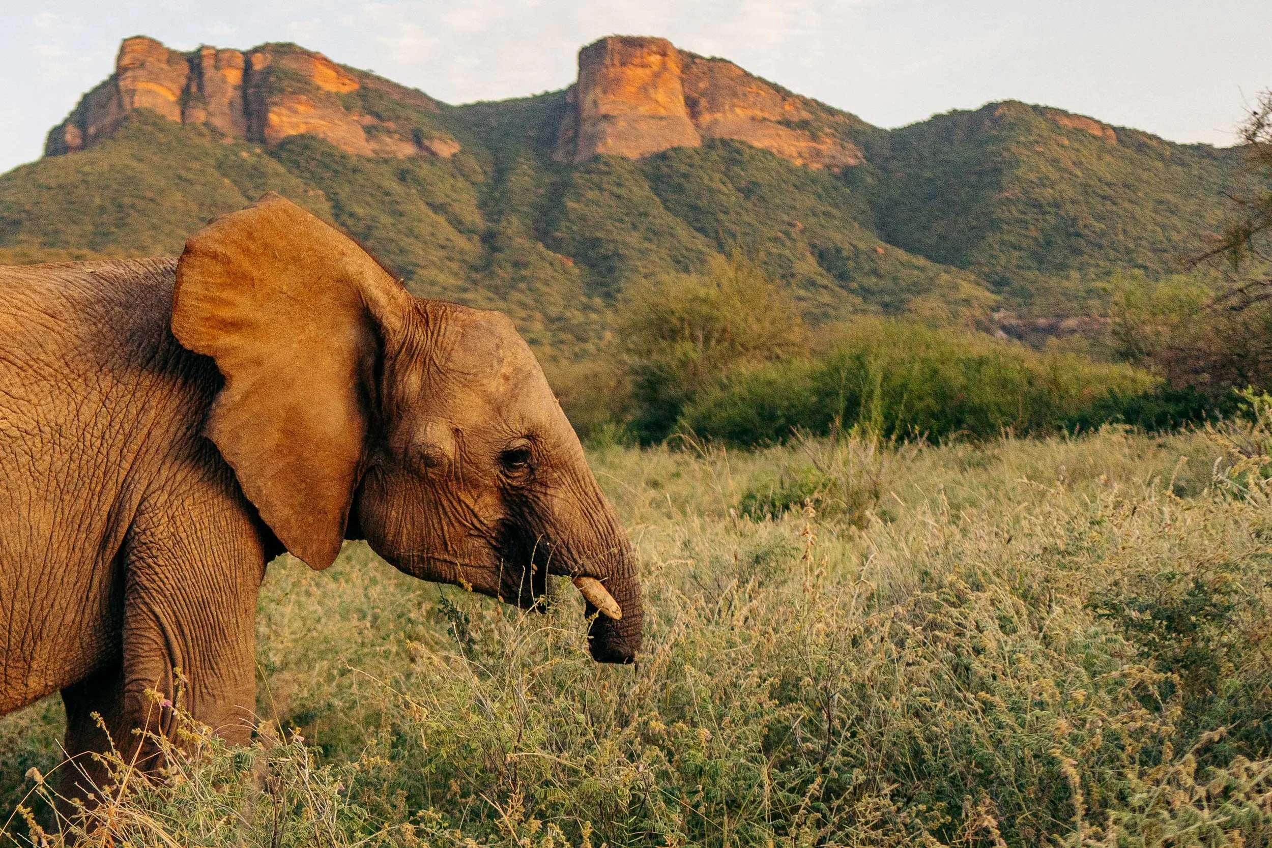 Young elephant with long tusks and small ears eating branches in dry, sparse landscape.