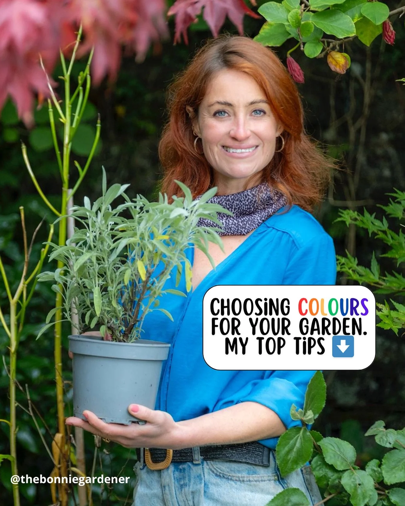 Choosing colours for your garden can feel overwhelming.  In my opinion, less is generally always more - large swathes of a few colours often look better than every colour of the rainbow mixed together, and can make for a much more striking look
My t