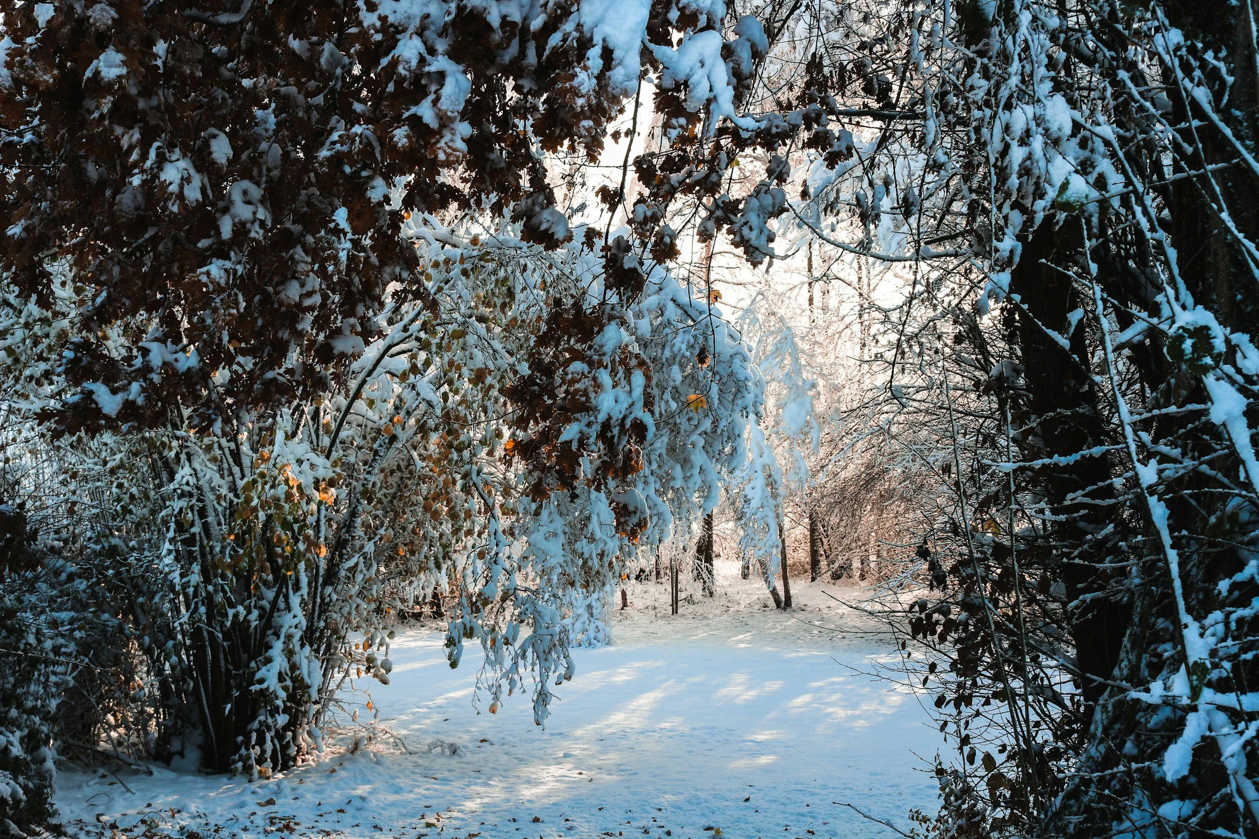 Gardening in winter: rest, resilience and small tasks that matter