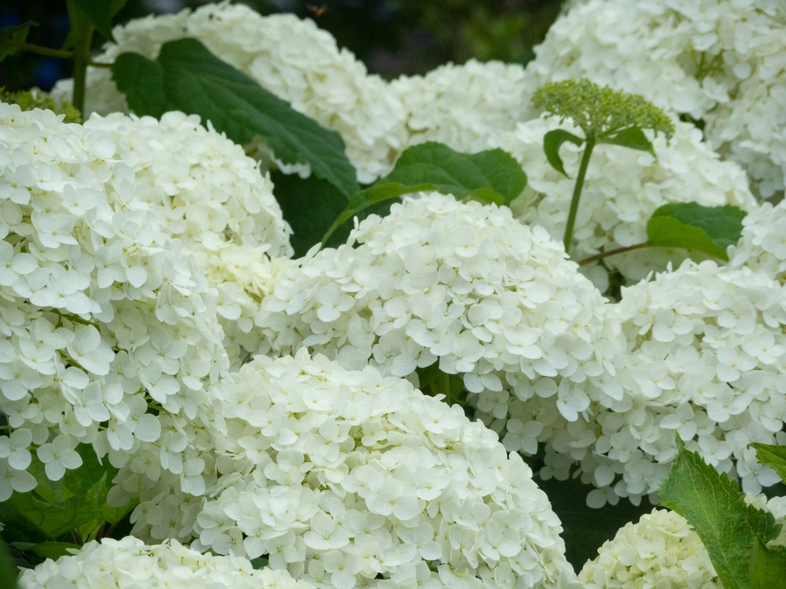 Green &amp; White Planting Scheme - Glasgow’s West End
