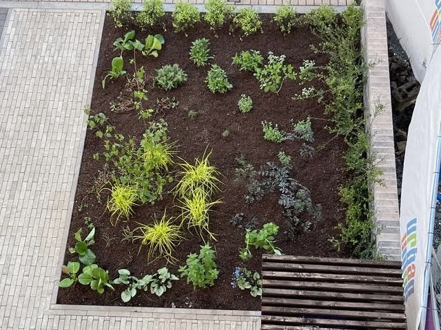 Boring lawn transformed to pollinator planting space