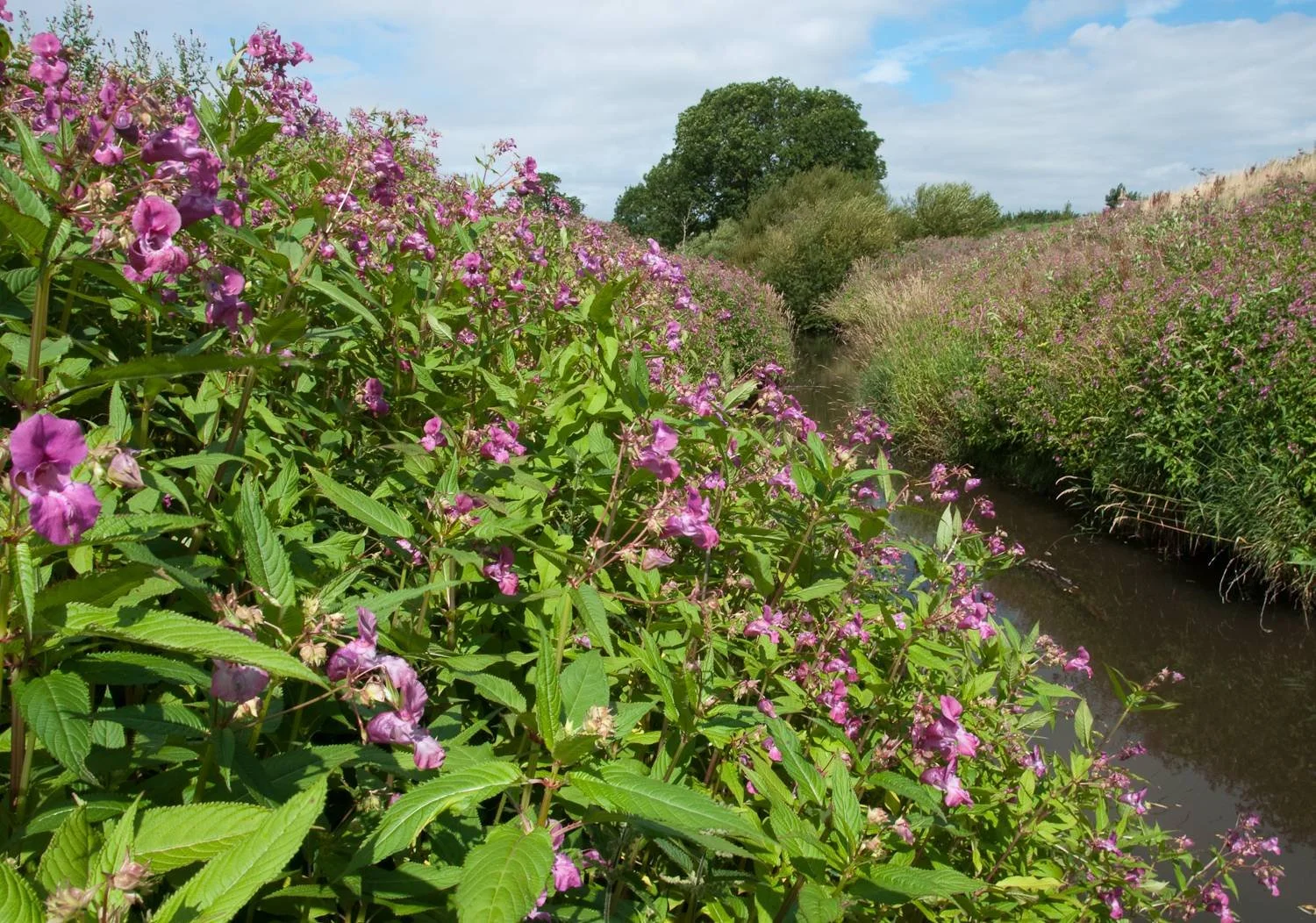 Himalayan Balsam Invasive Species Identification The Bonnie Gardener