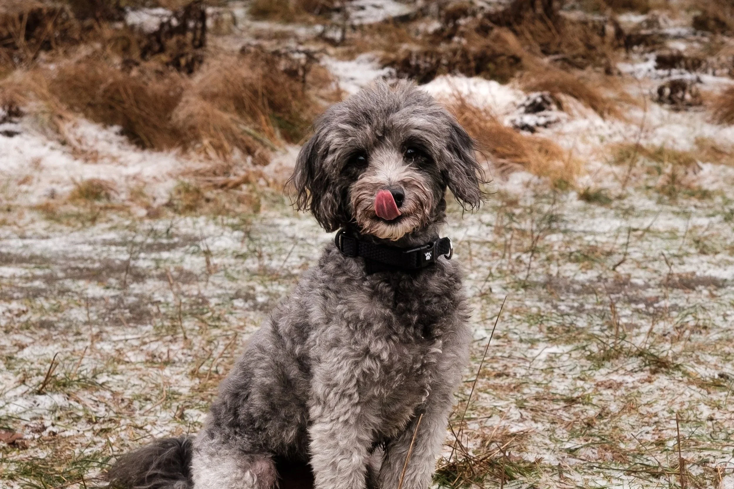 A small, curly-haired dog with gray and black fur, sitting outdoors on a patchy snow-covered ground, tongue out.