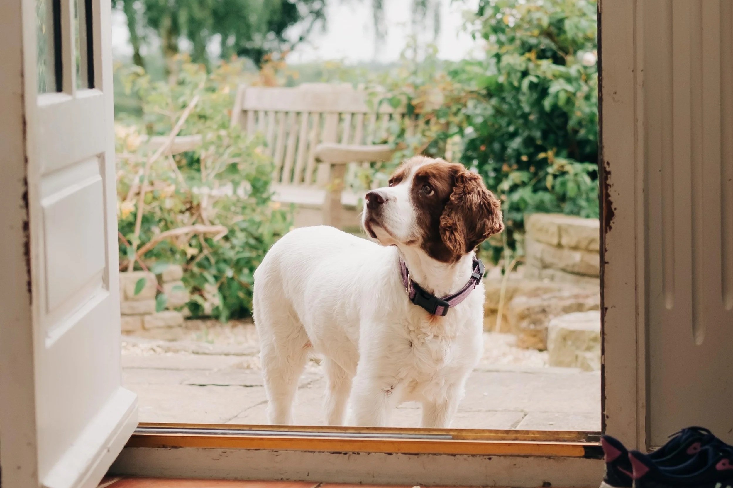 A dog with white fur and brown patches around the ears and eyes stands outside on a patio, looking back toward the house, framed by an open door. The background features a garden with green trees, a wooden bench, and stone landscaping.