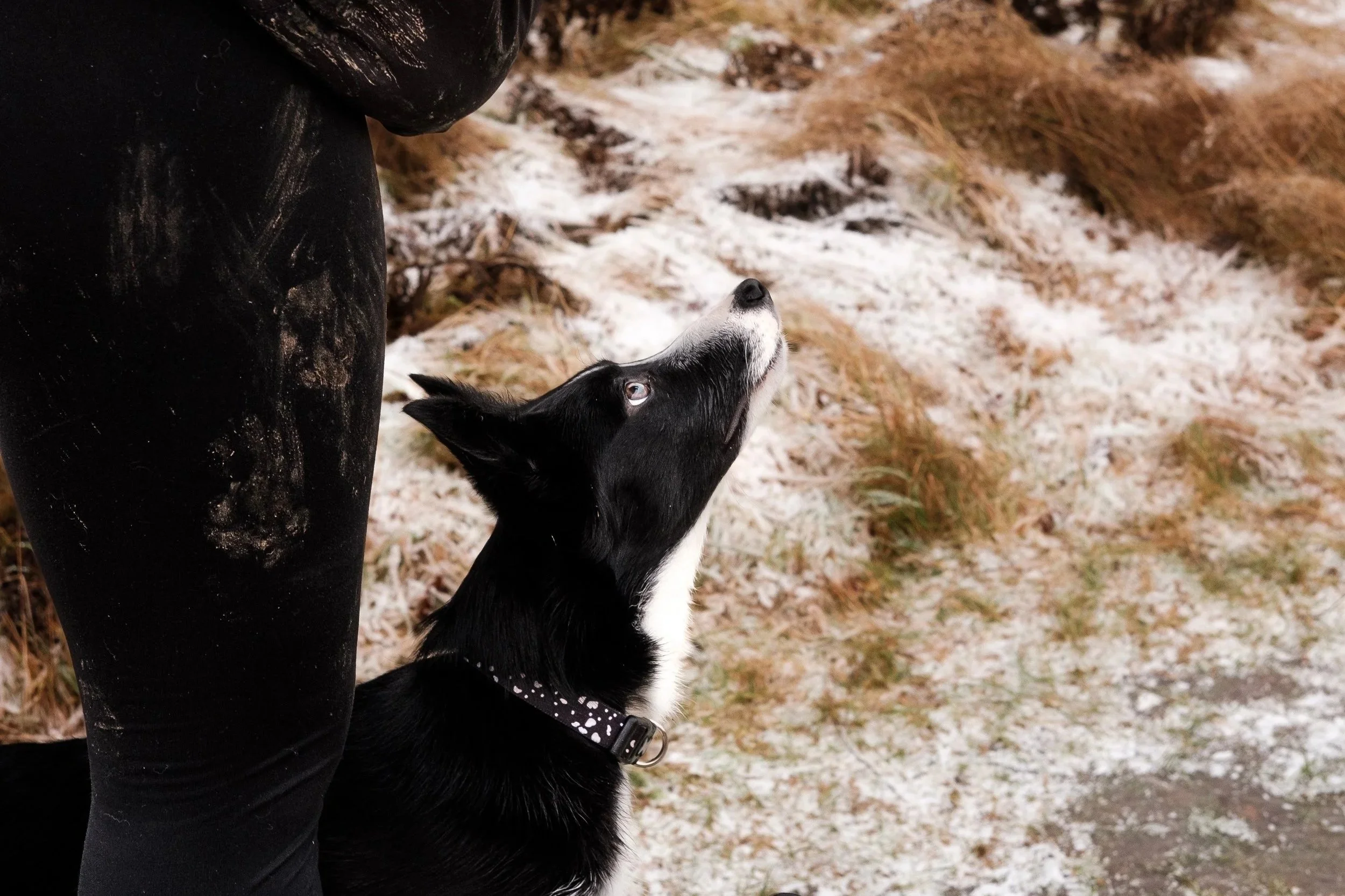 A person with black clothing and muddy pants standing outdoors, with a black and white husky looking up at them on a frosty ground with patches of snow and brown grass.