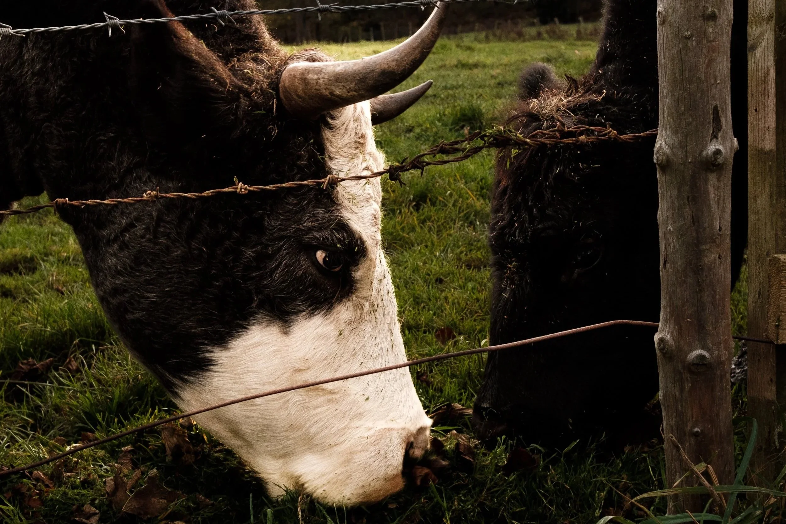 A black and white cow and a black cow sharing grass behind a barbed wire fence with a wooded hillside in the background.