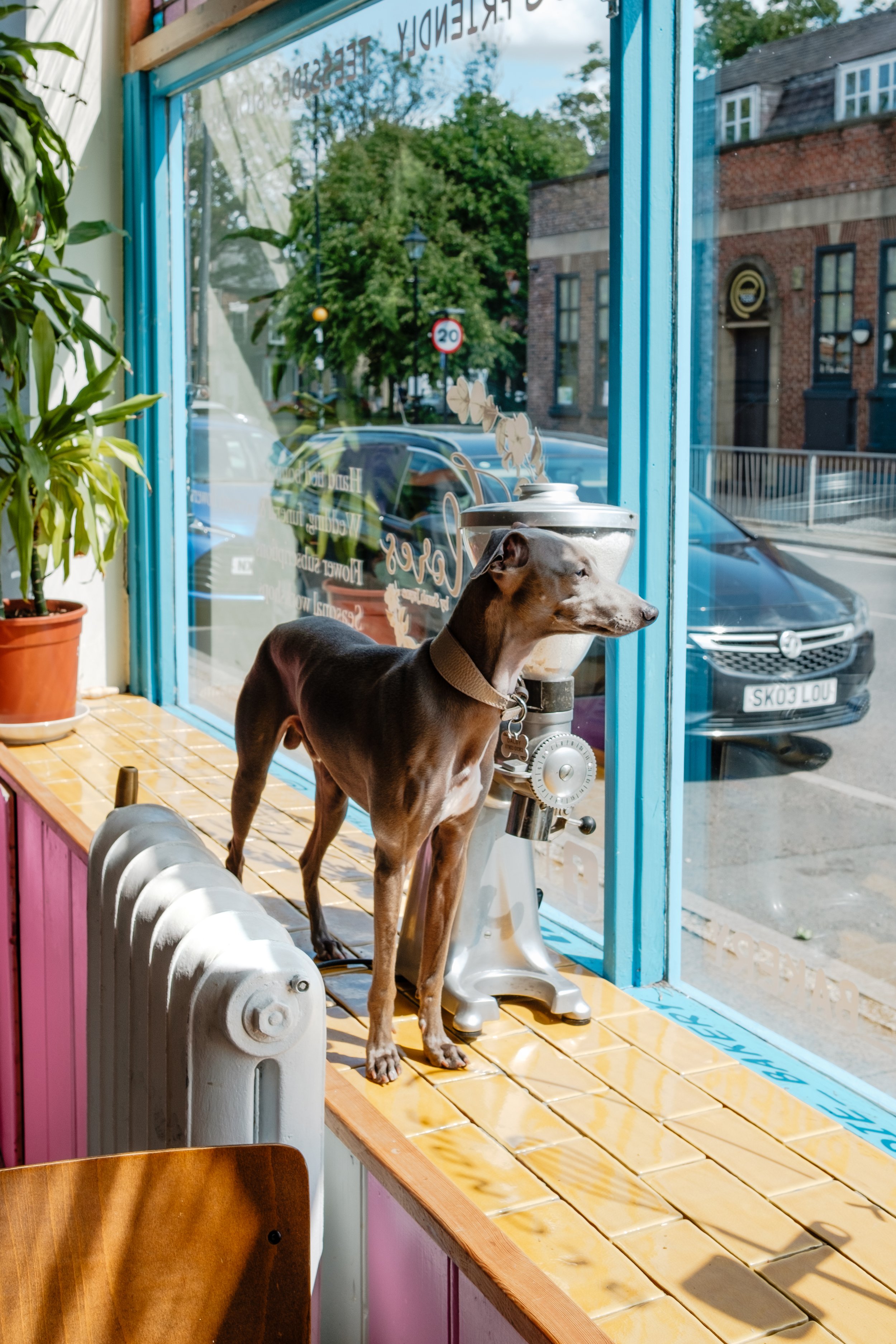 A dog standing on a yellow tiled windowsill inside a cafe, looking outside through a large window to the street.