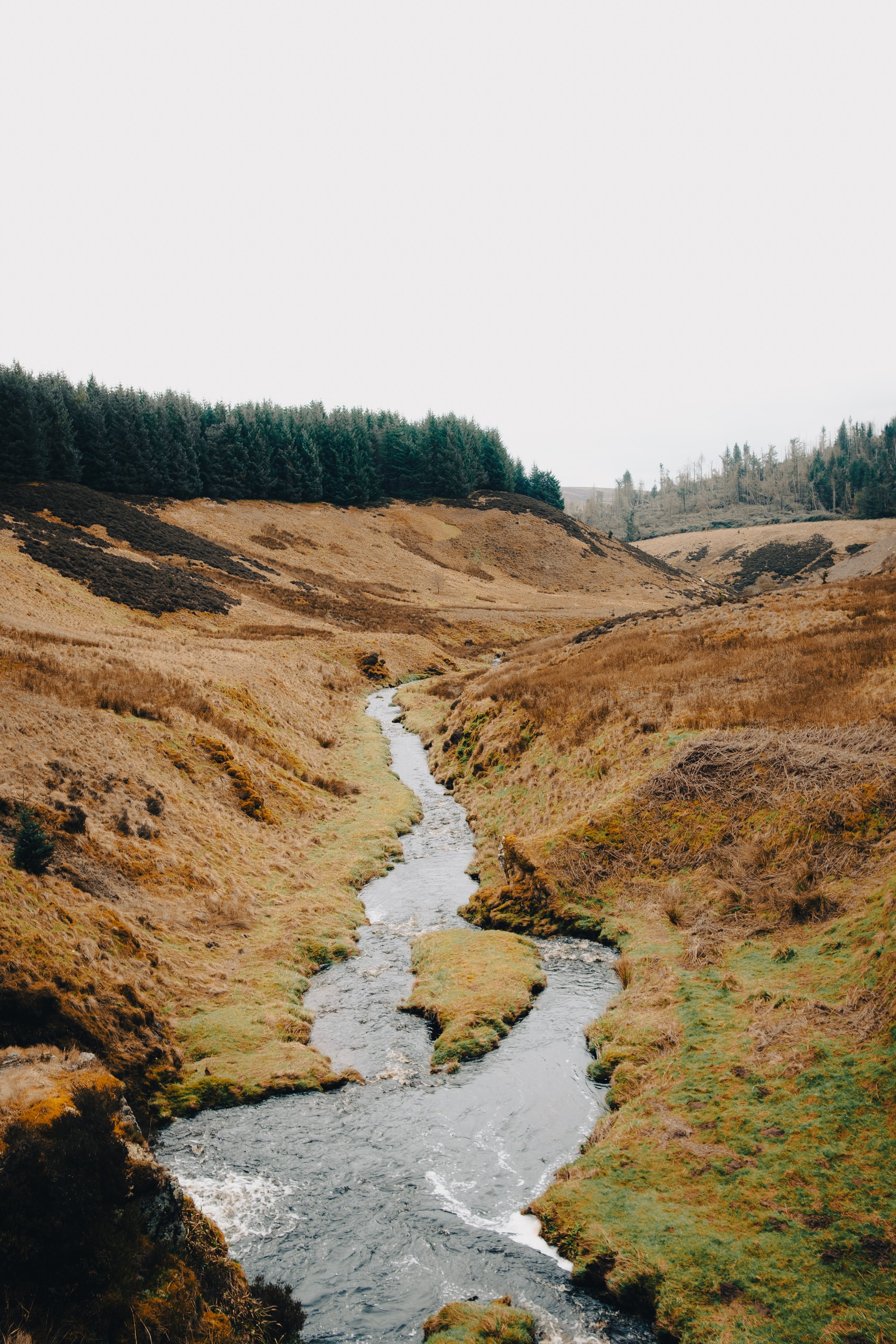 A winding stream flowing through a hilly landscape with brown and green grass and a dense forest in the background.