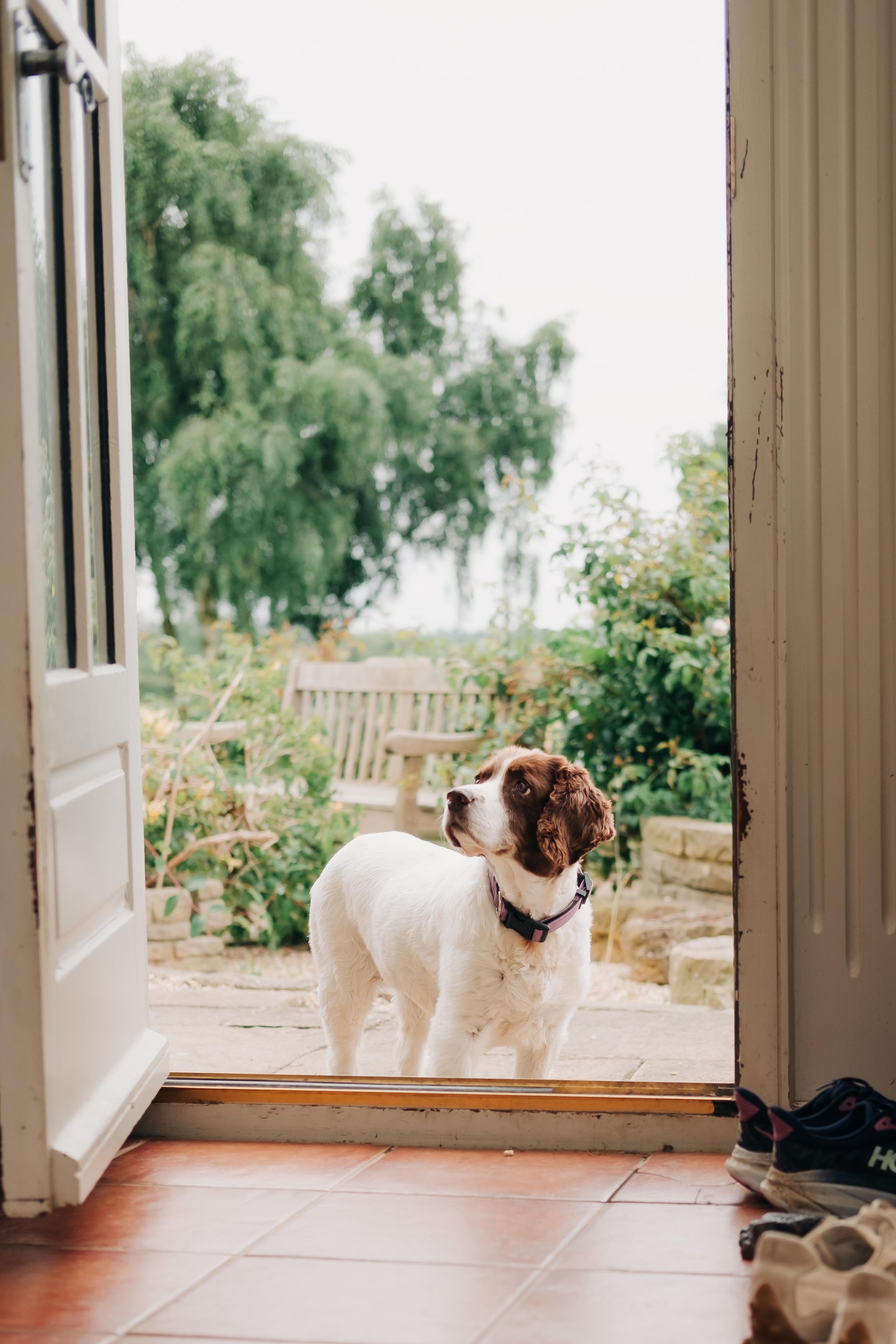 A dog with white fur and brown patches around the ears and eyes stands outside on a patio, looking back toward the house, framed by an open door. The background features a garden with green trees, a wooden bench, and stone landscaping.