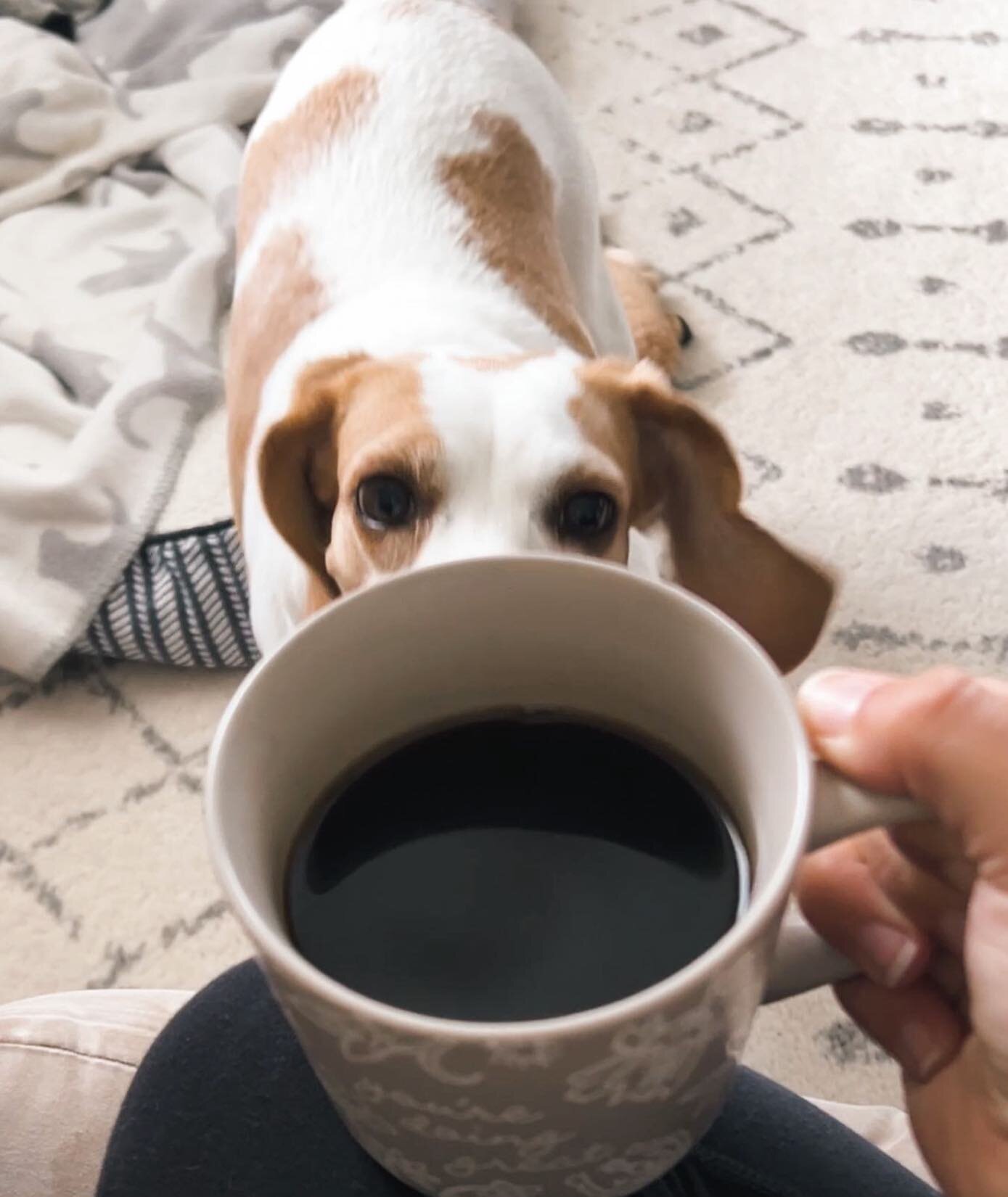 These 👀 always looking at me and what I have! 🤣🤣🤍🐶
.
.
.
.
.

#morningcoffee #coffeeanddogs #abmathome #mybhg #simplyhome #abmlittlethings #choosejoy #slowmorning #rescuebeagle #happydog #abmhappylife #goodthings #happylittlemoments #theeverygir
