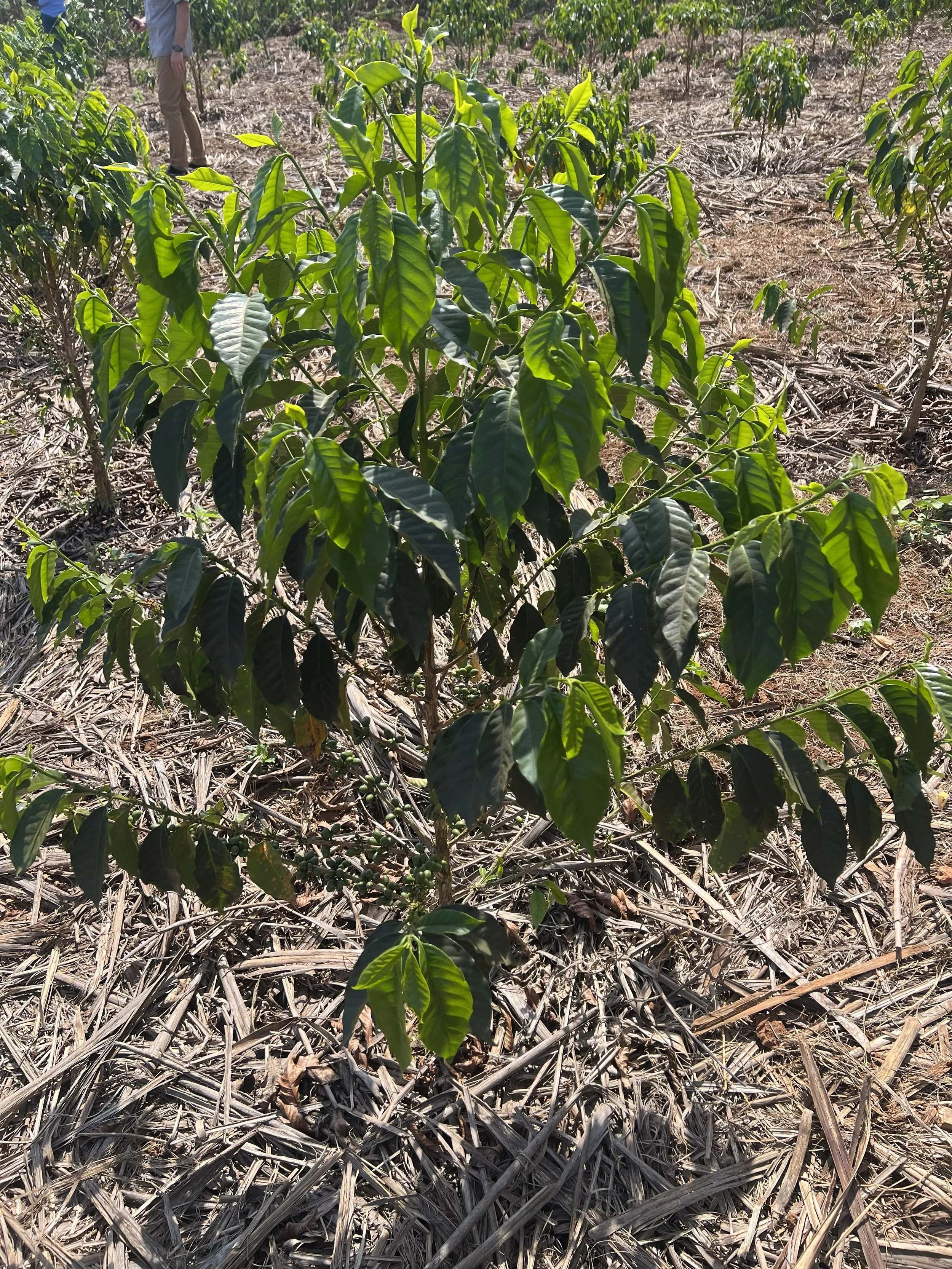 Coffee Plantation