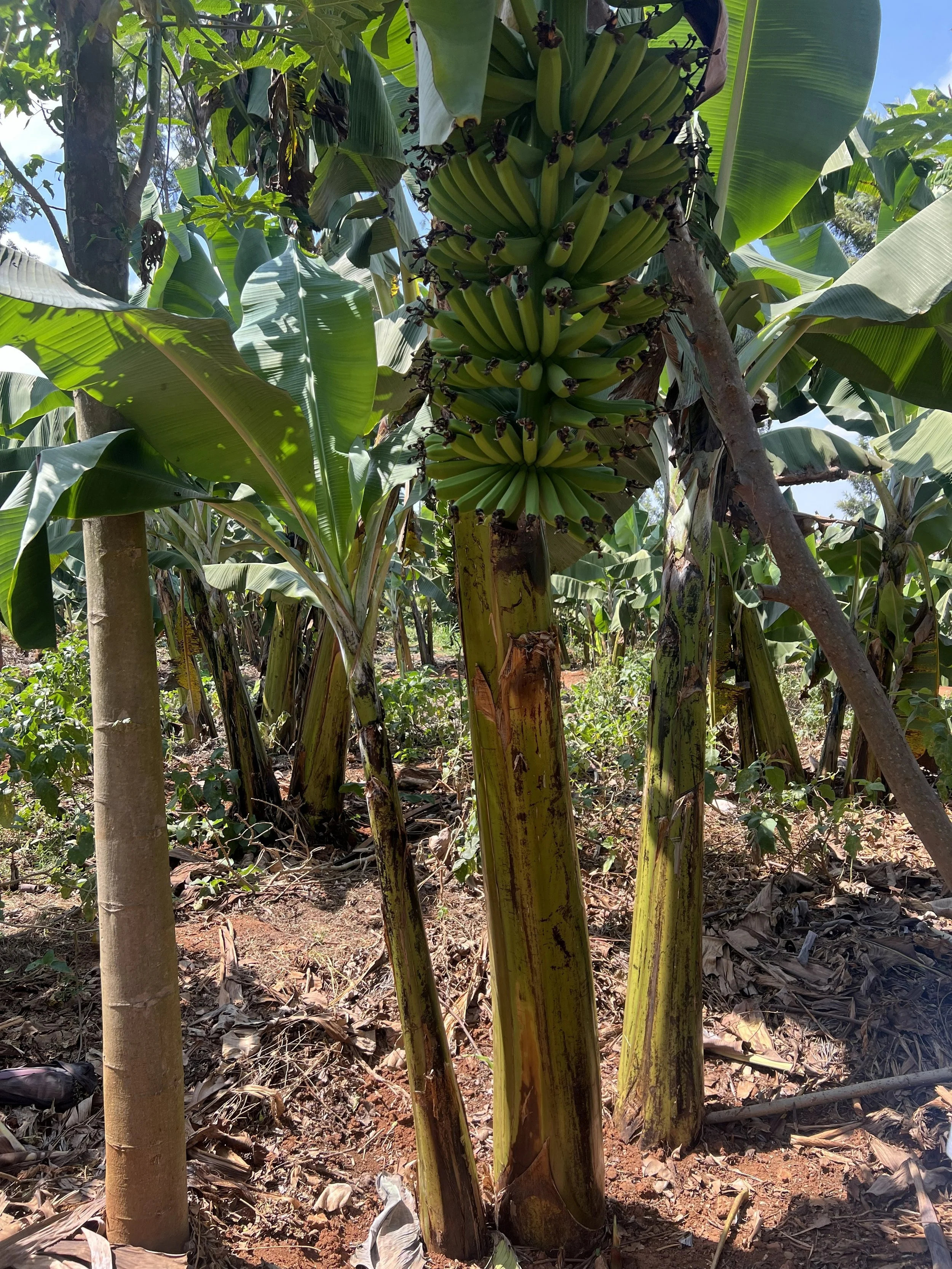 Bananas