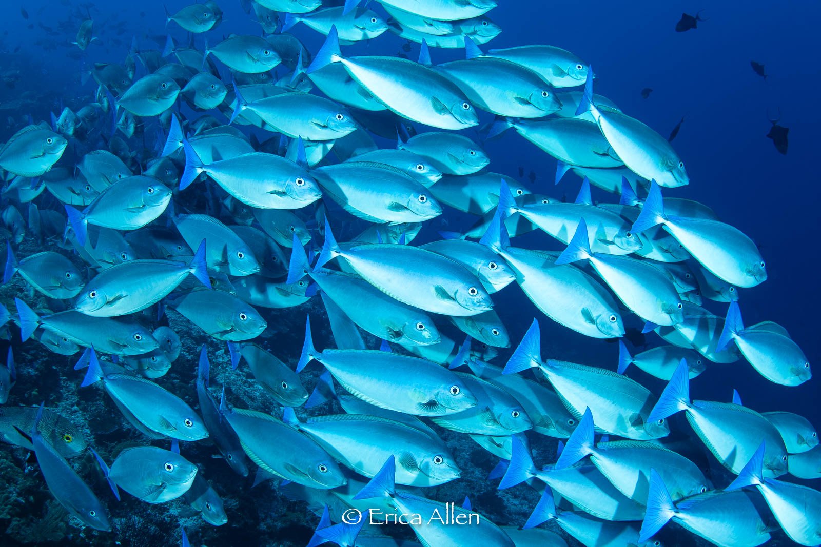 Blue Eyes in Paradise, 2024