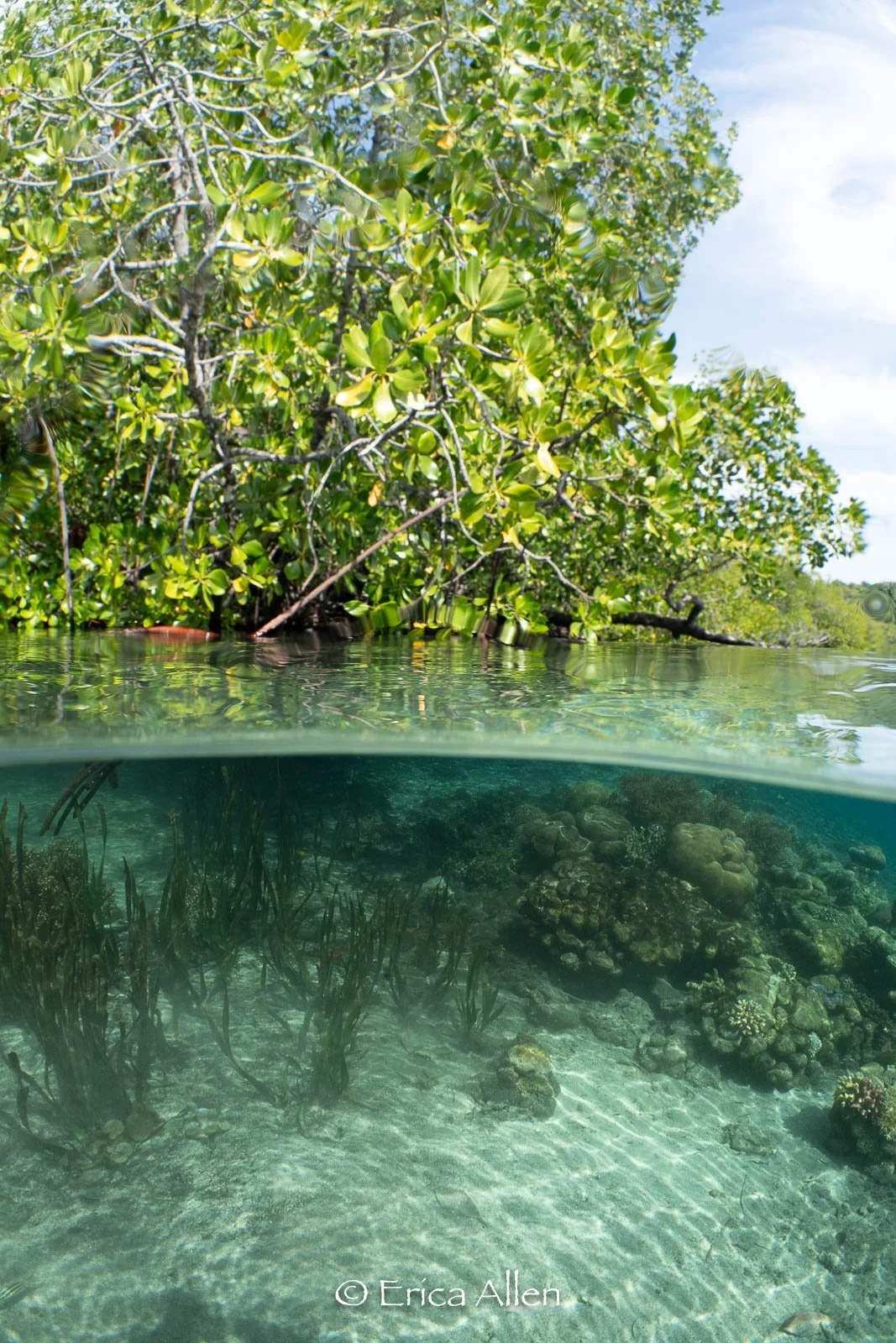 mangroves_2026-1.jpg