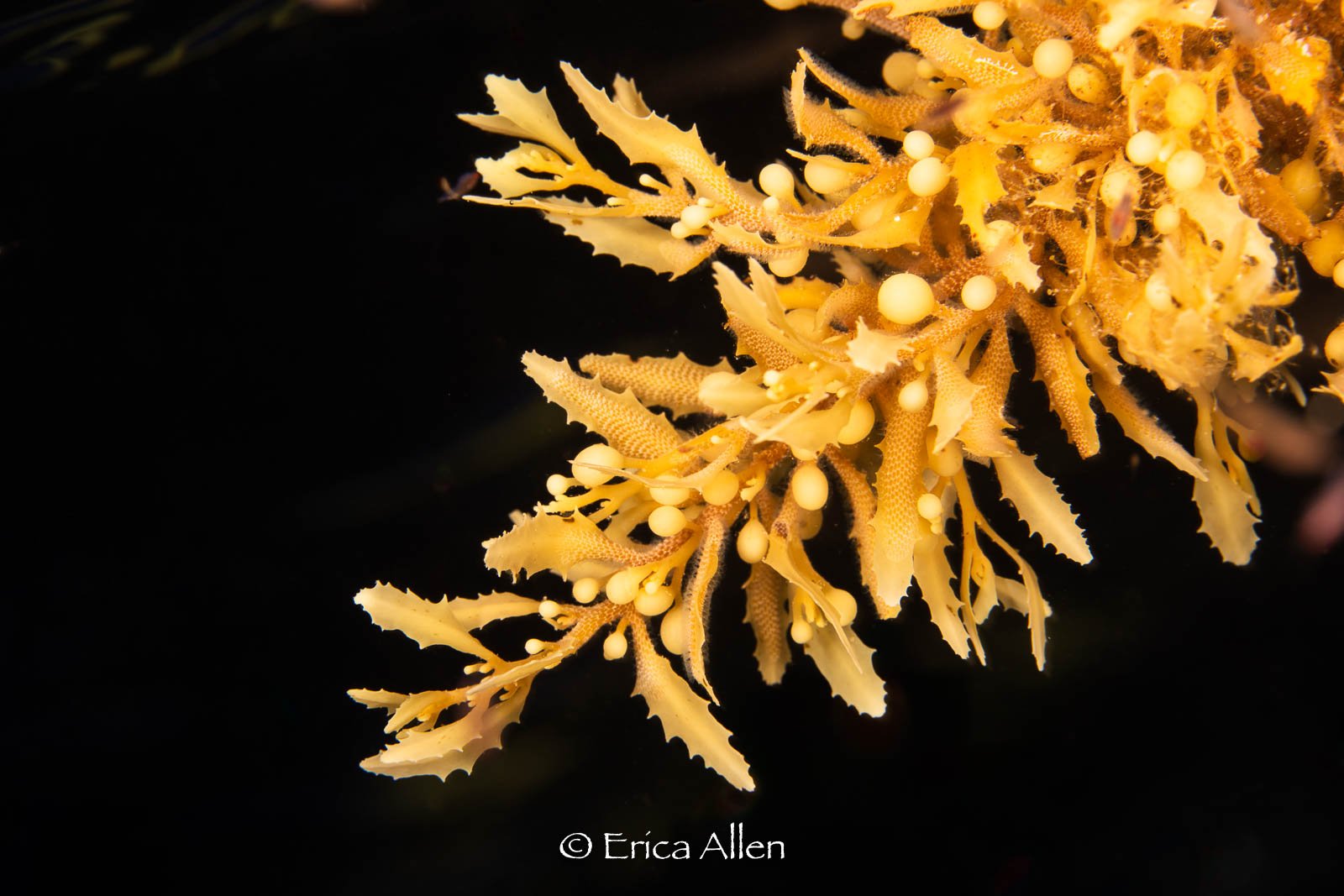 2025, Belize, Sargassum at Night