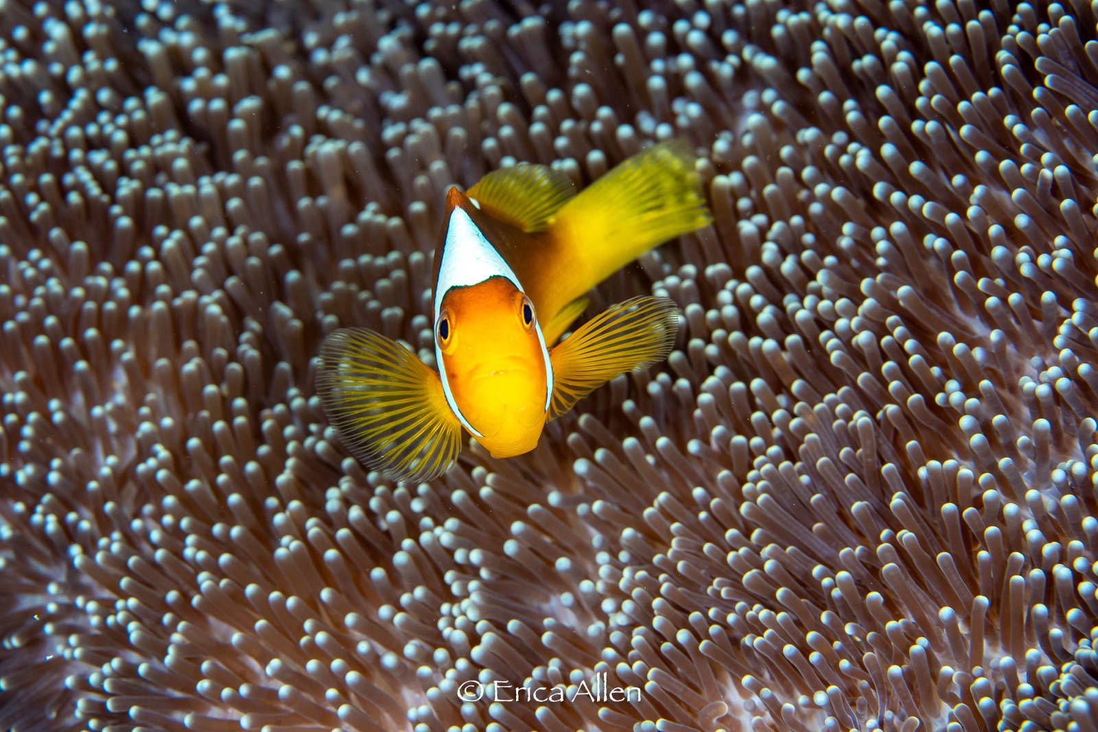 Bonneted Anemone Fish, 2026
