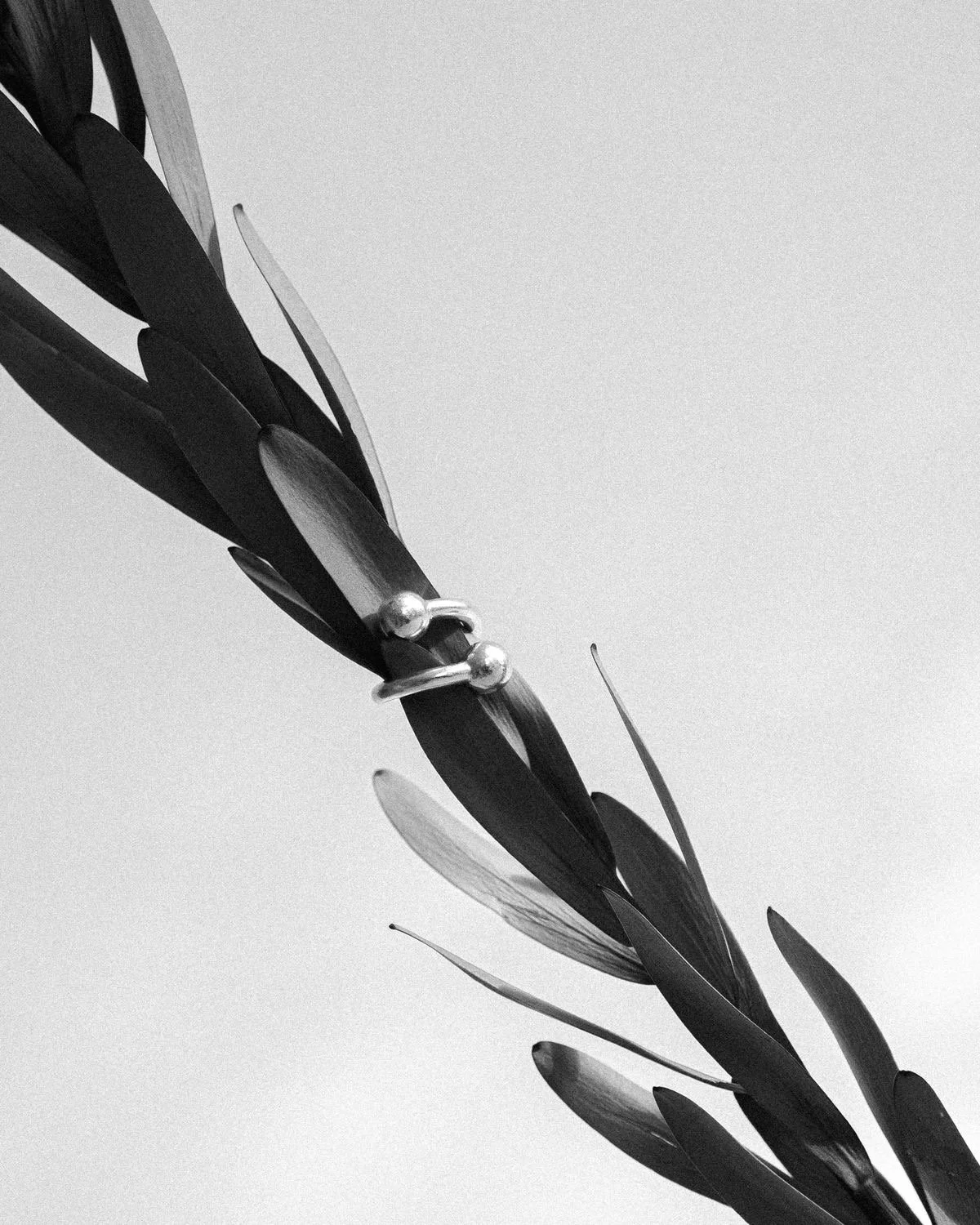 Close-up of olive branch with leaves and silver rings, black and white photograph