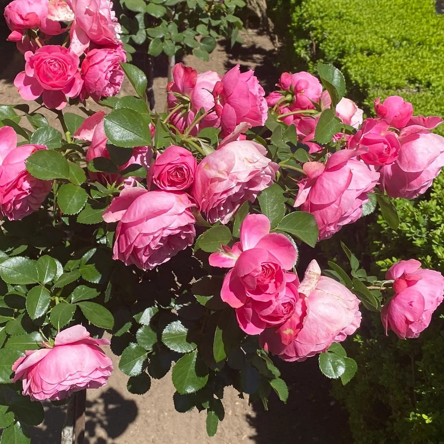 And give thanks that we live in such a wonderful, magical, and endlessly fascinating kingdom. The kingdom of the plants. -Jane Goodall