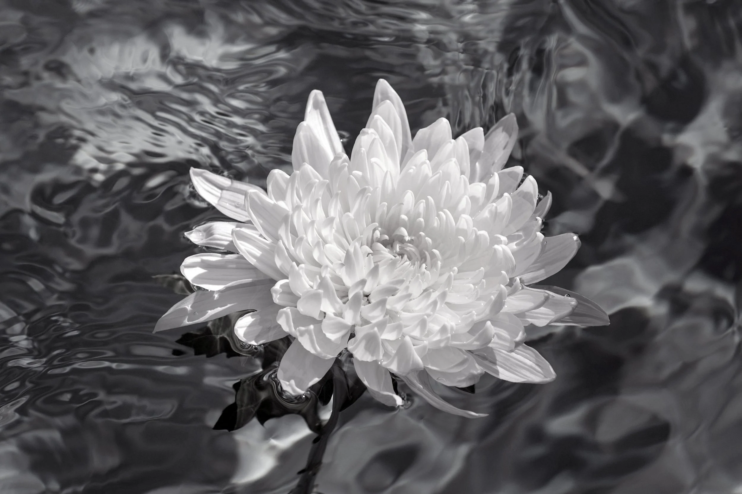 DSC_0445.3(bw).jpg