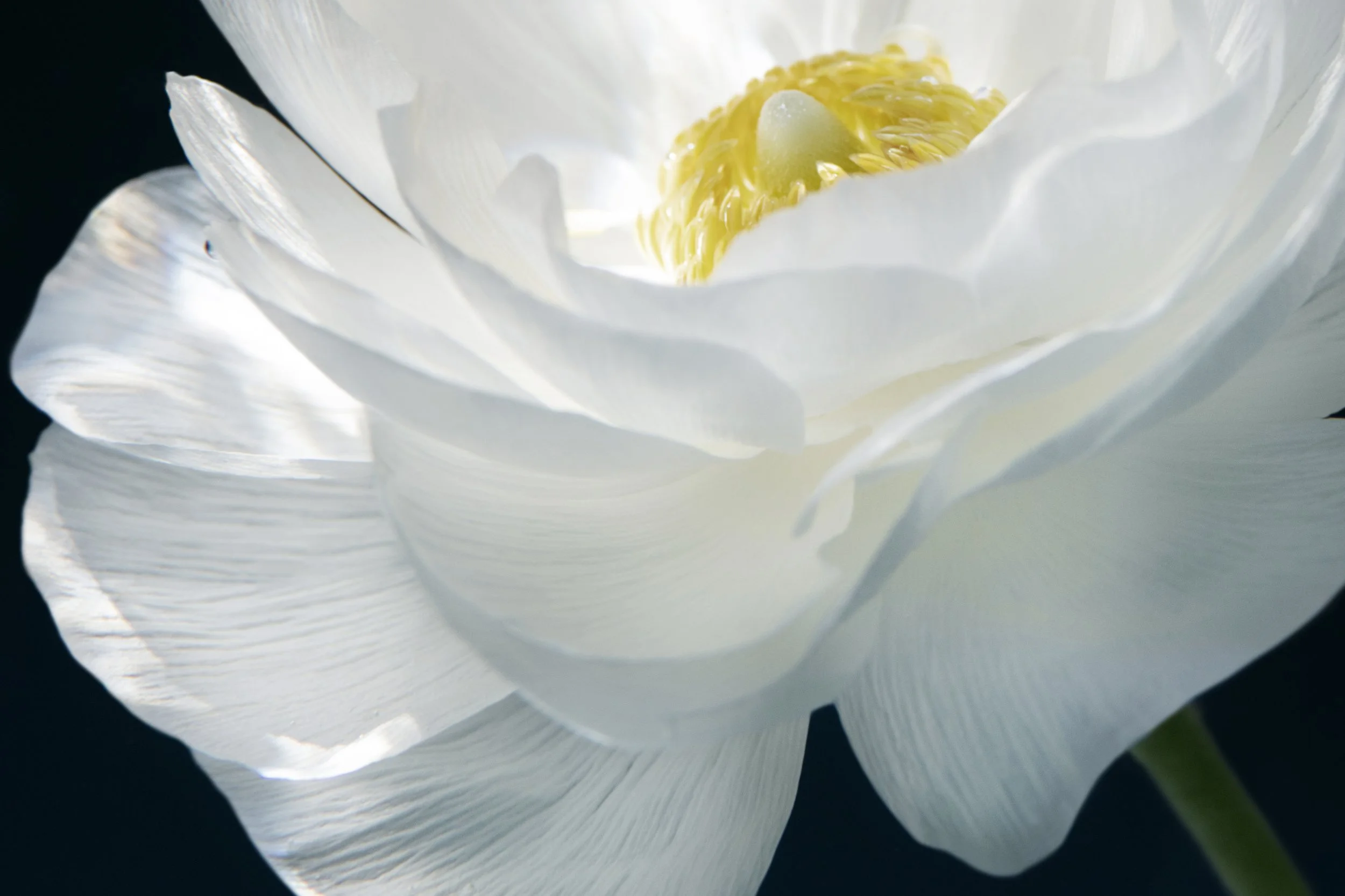 DSC_8107in.jpg