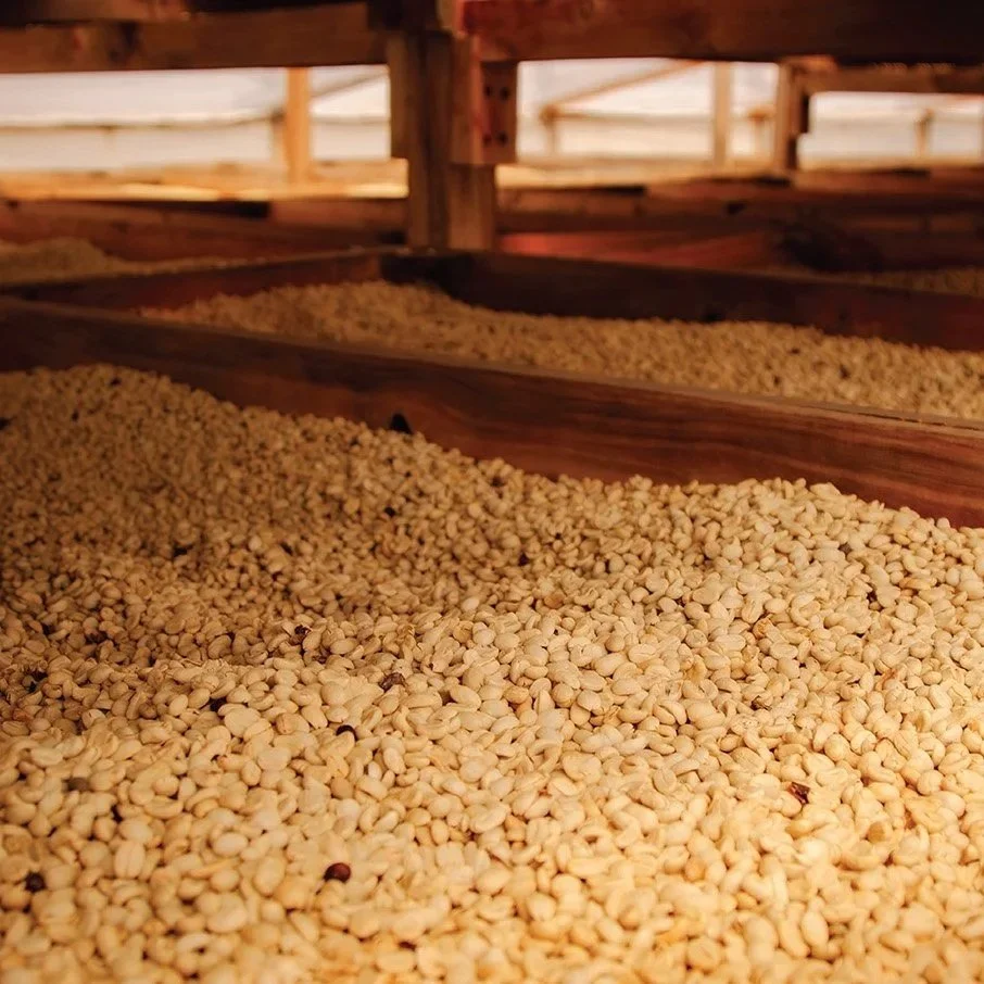 Reposo’s Impact: Shelf Life and Cellular Stability of Green Coffee