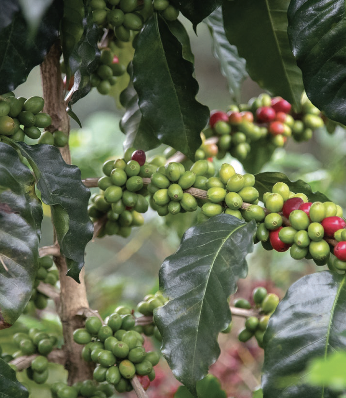 Roaster Roundtable | Rethinking Coffee Sourcing: Building a Stronger Green Buying Program