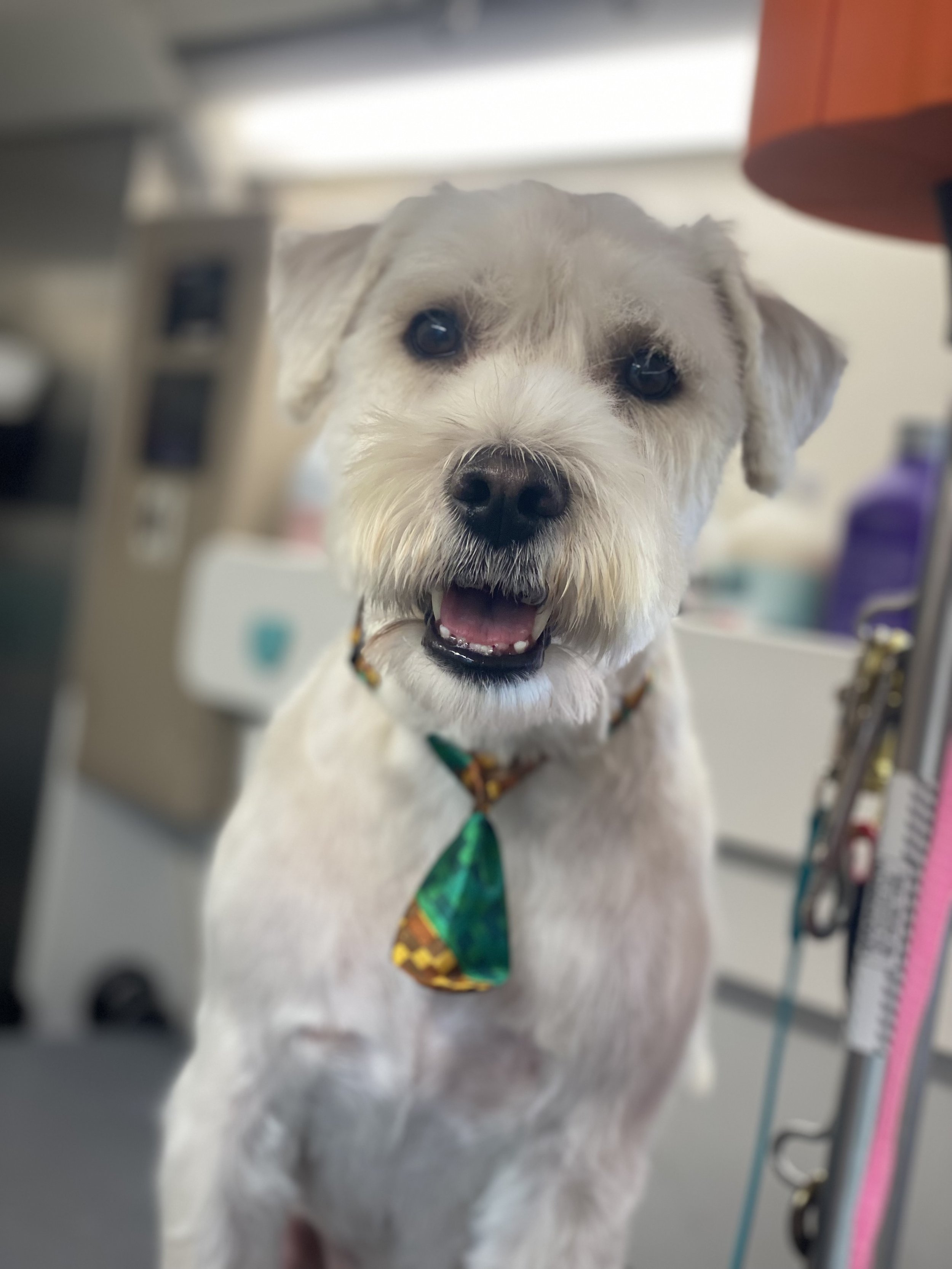 A friendly, small white dog with a messy beard and dark eyes, wearing a festive green, orange, and yellow tie, looking directly at the camera with its mouth slightly open.