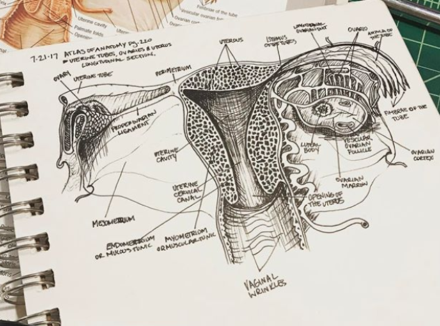 Anatomical_TheUterus2017-detail_MGraves.png