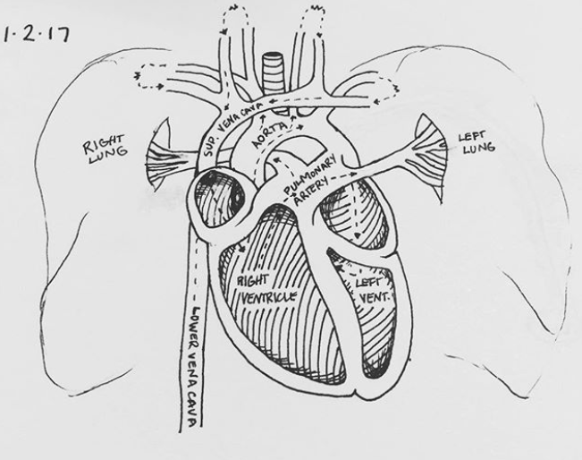 Anatomical_CardiacFlow2017_MGraves.png