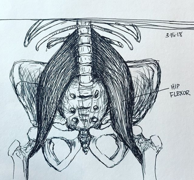 Anatomical_HipFlexor2018_MGraves.png