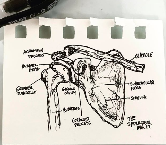 Anatomical_TheShoulder2017_MGraves.png