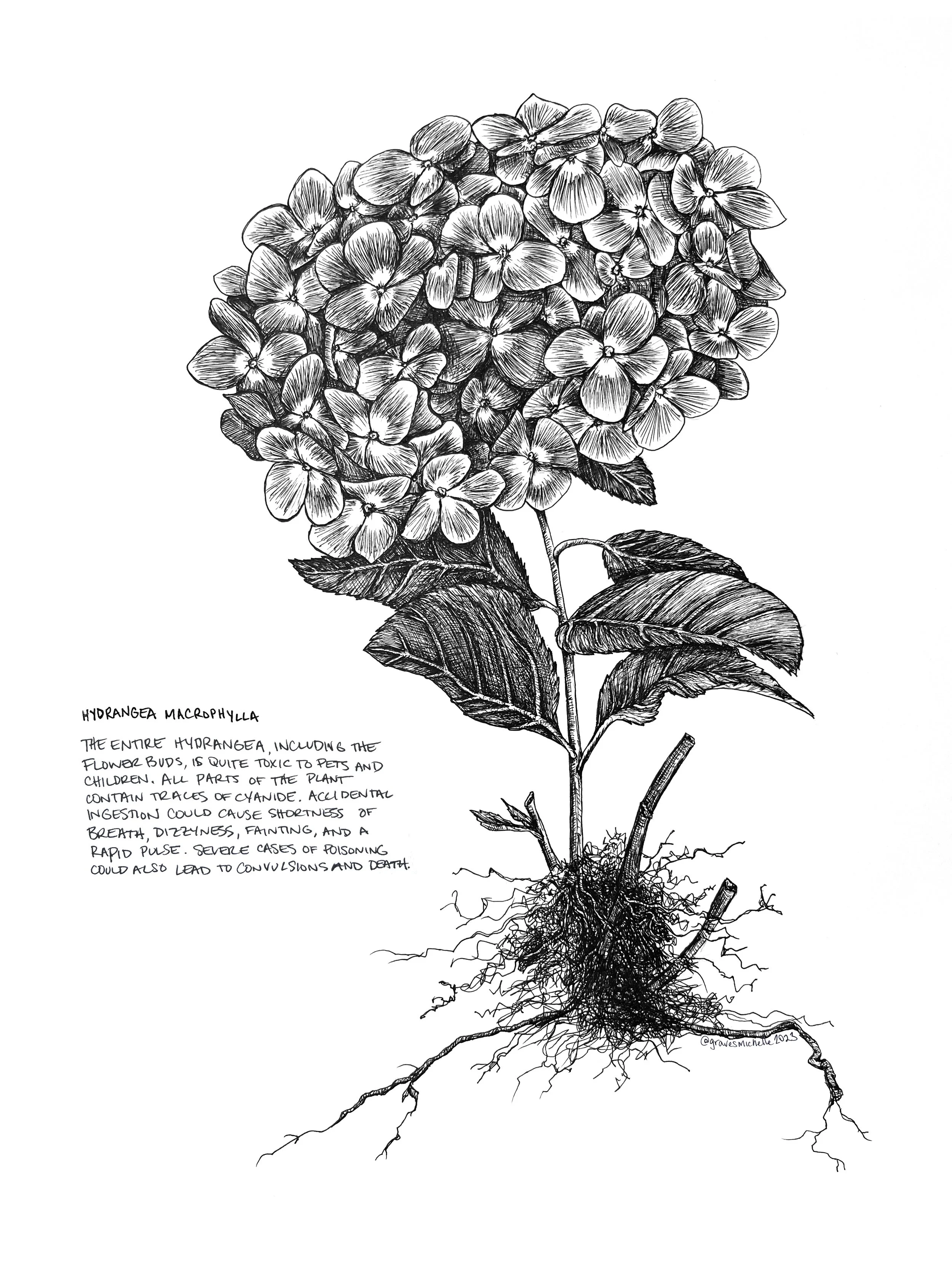 Hydrangea Macrophylla
