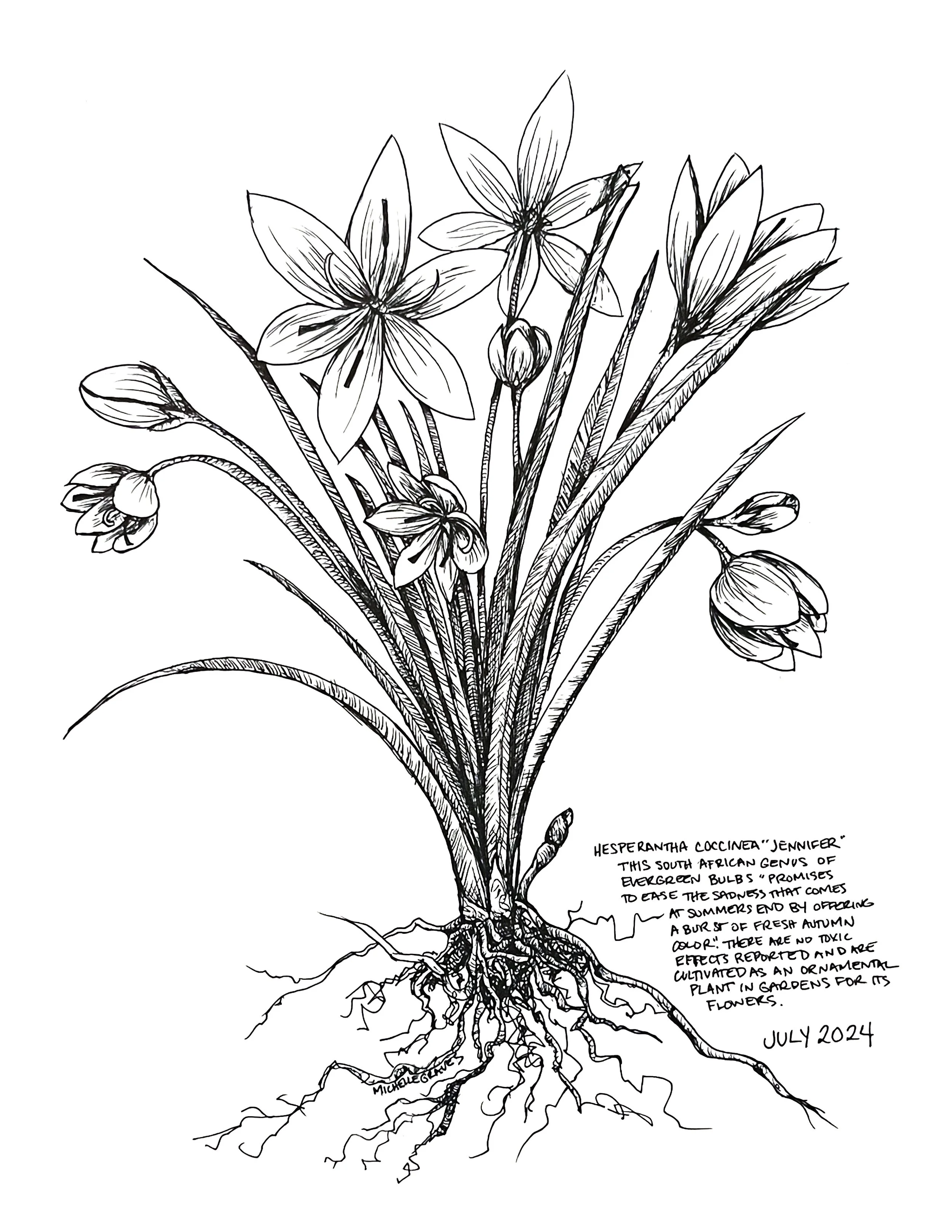 Hesperantha Coccina "Jennifer"