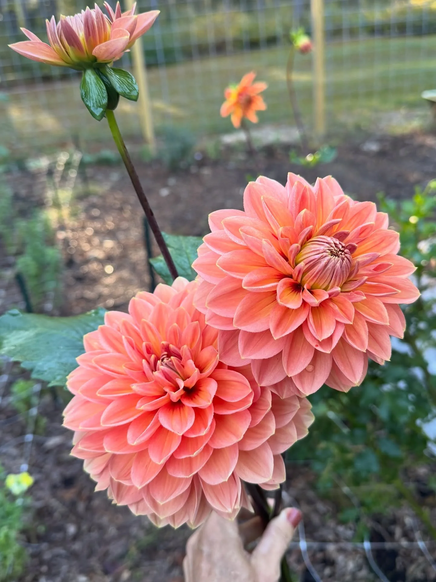 End of season fall colors. A friend shared some beautiful dahlia tubers with me and I love this one. I think it&rsquo;s called Nicolas.