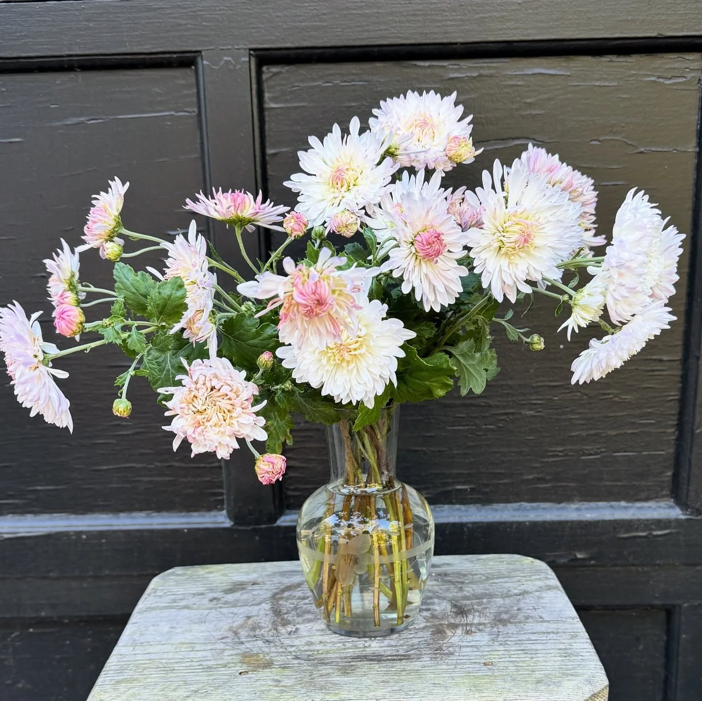Found these garden mums sprawling around the garden this morning and thought they needed to come inside. Happy Monday! #elizabethsgarden. #camdensc #localflowers