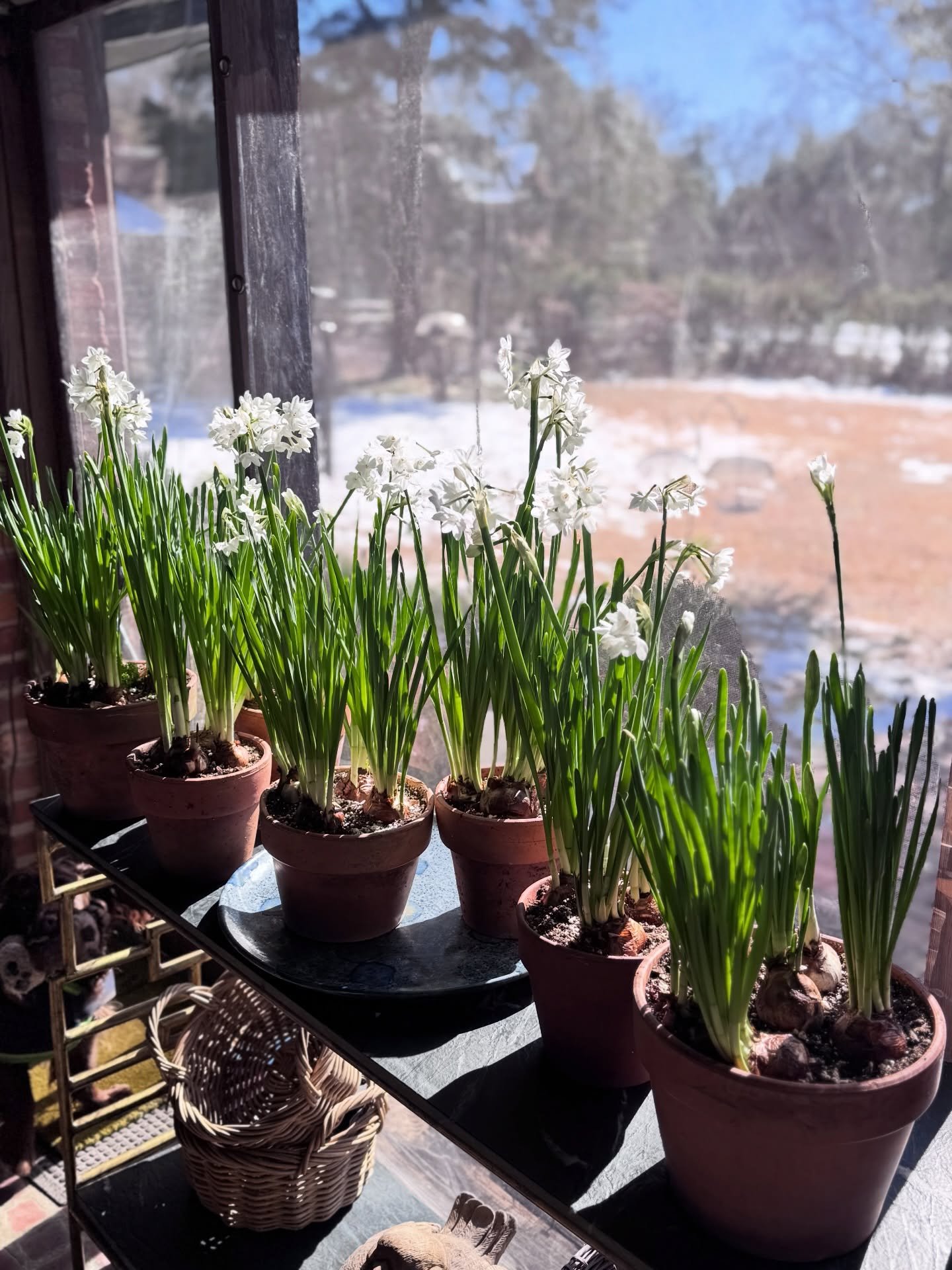 Winter bliss - Snow melting, Paperwhites blooming on the porch, and amaryllis blooming in the dining room window.