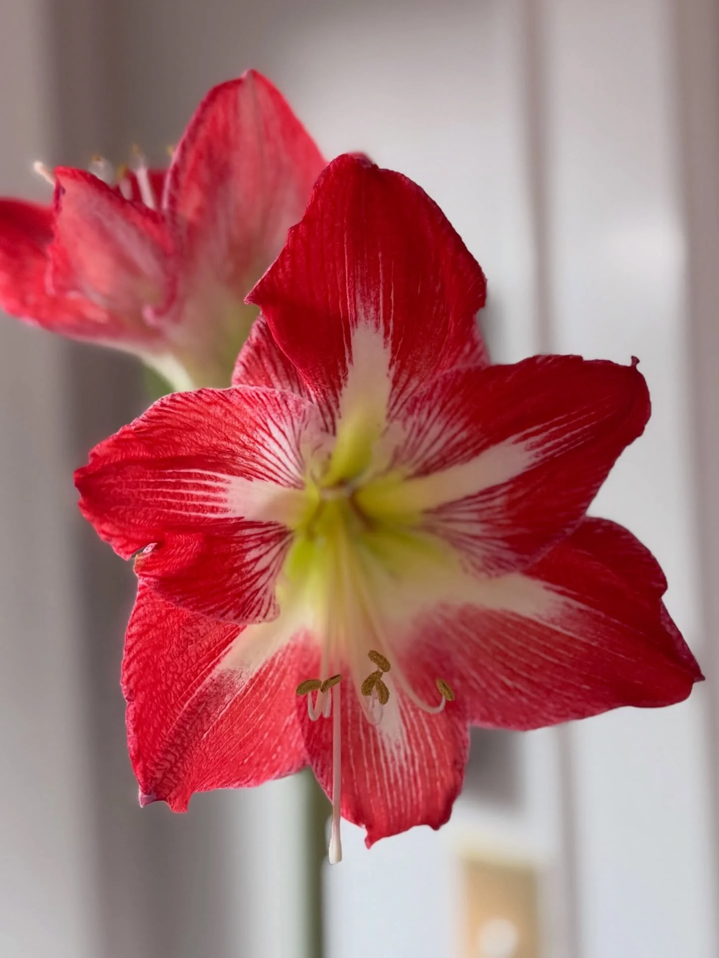 Valentine amaryllis - Minerva