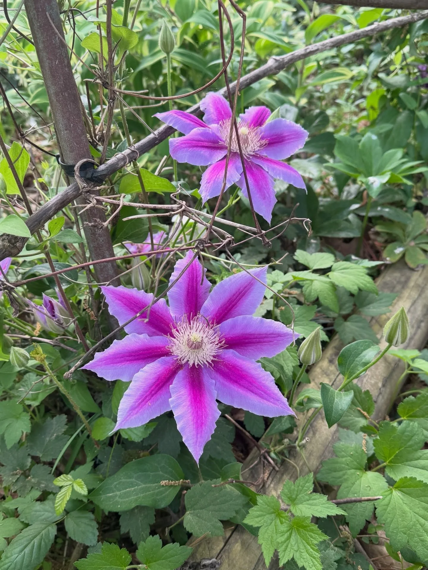 Documenting the beautiful clematis blooms before the deer eat them. 😂