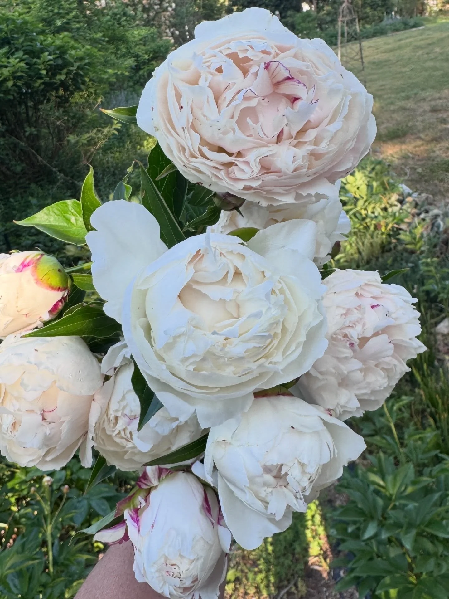 Second round of peonies starting to bloom. A few roses too! Festiva Maxima, Duchess de Nemours, and Kansas peonies.  You can grow peonies in Camden - I have over 200 and they are doing well. Mine are in afternoon shade.