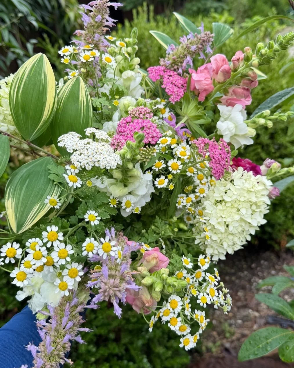 The flowers sure are happier after a weekend of rain!