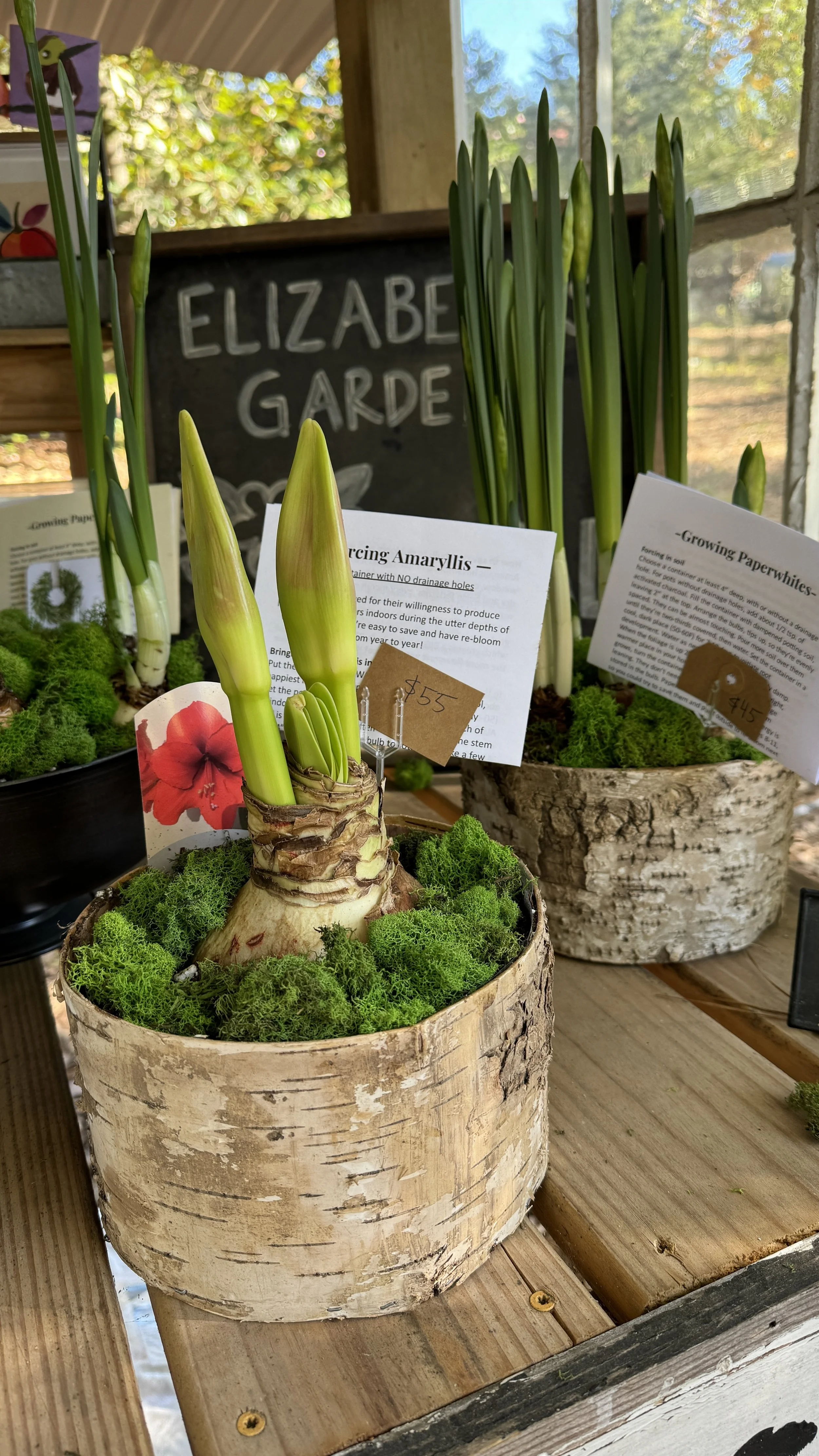 birch amaryllis.jpg