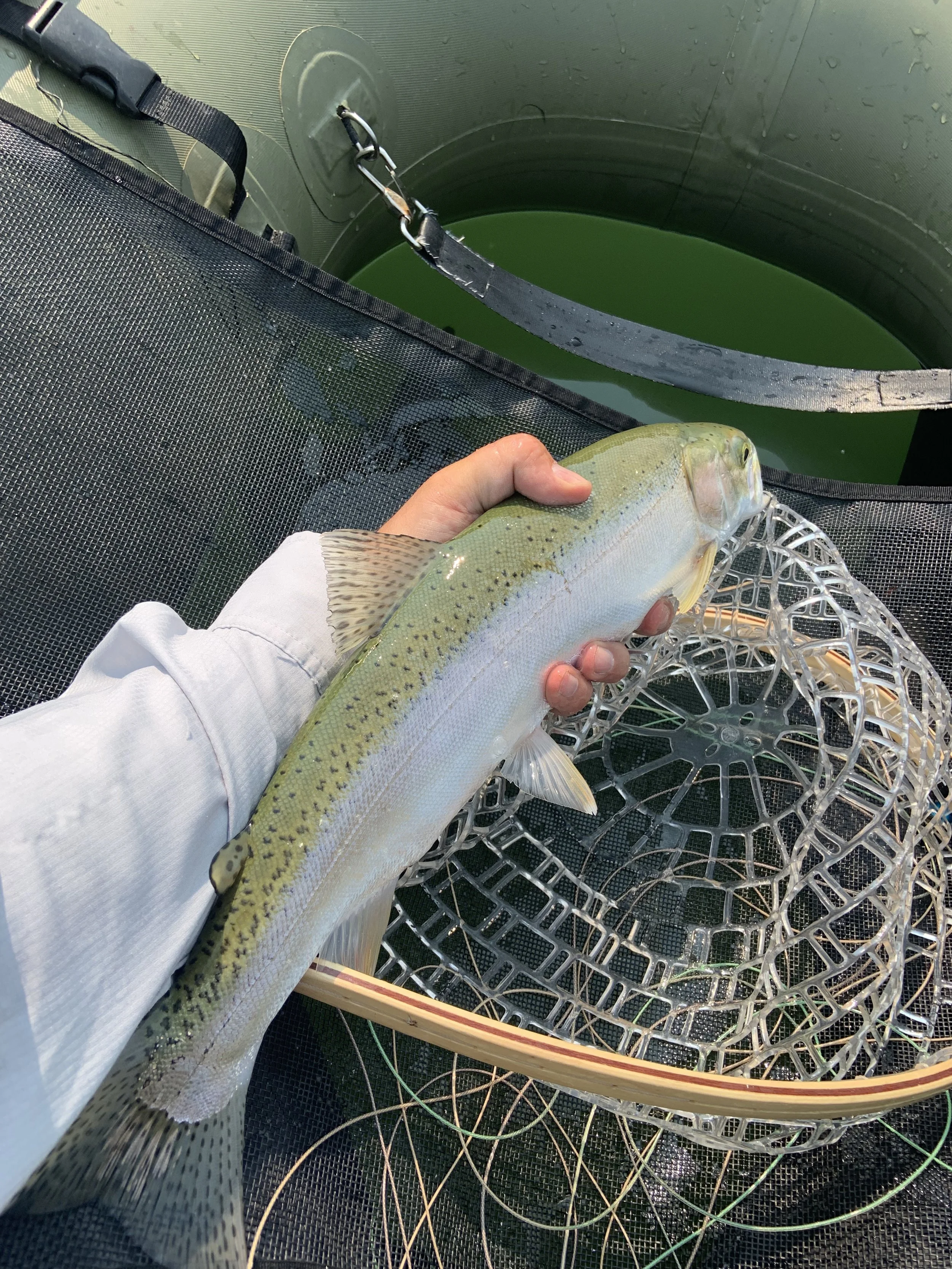 Person holding a rainbow trout, with a fishing net and a green boat in the background.