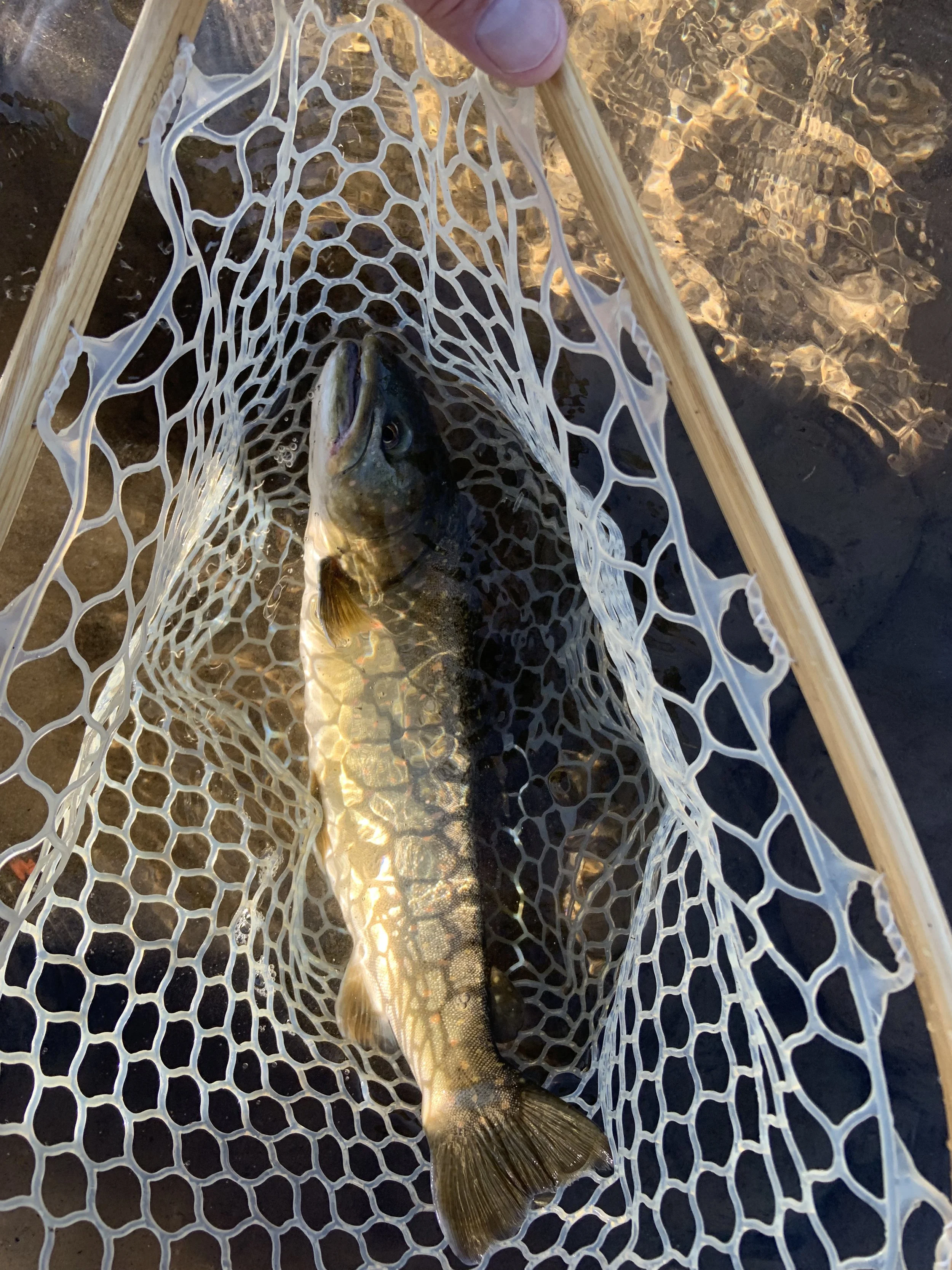 Fish in a fishing net held over water