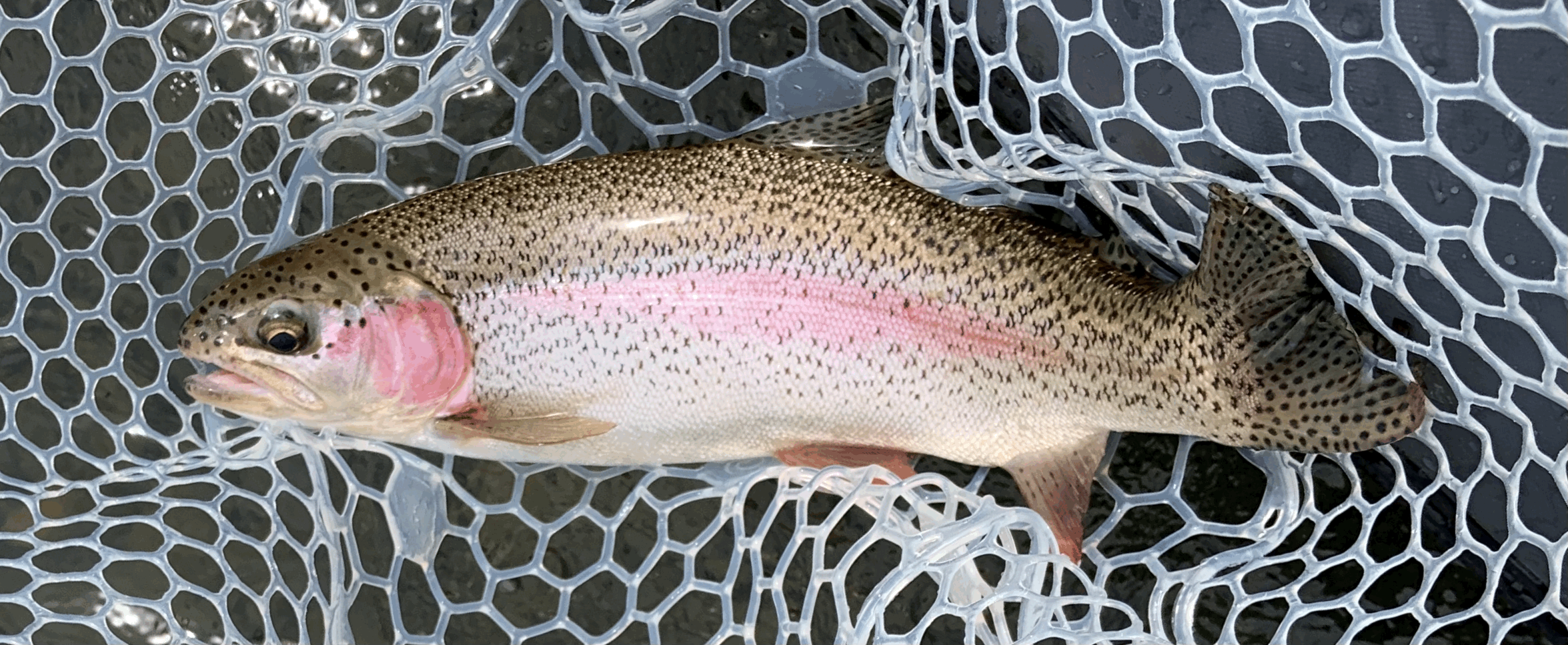 Fishing Report: Willamette and McKenzie Rivers 6/3/2022