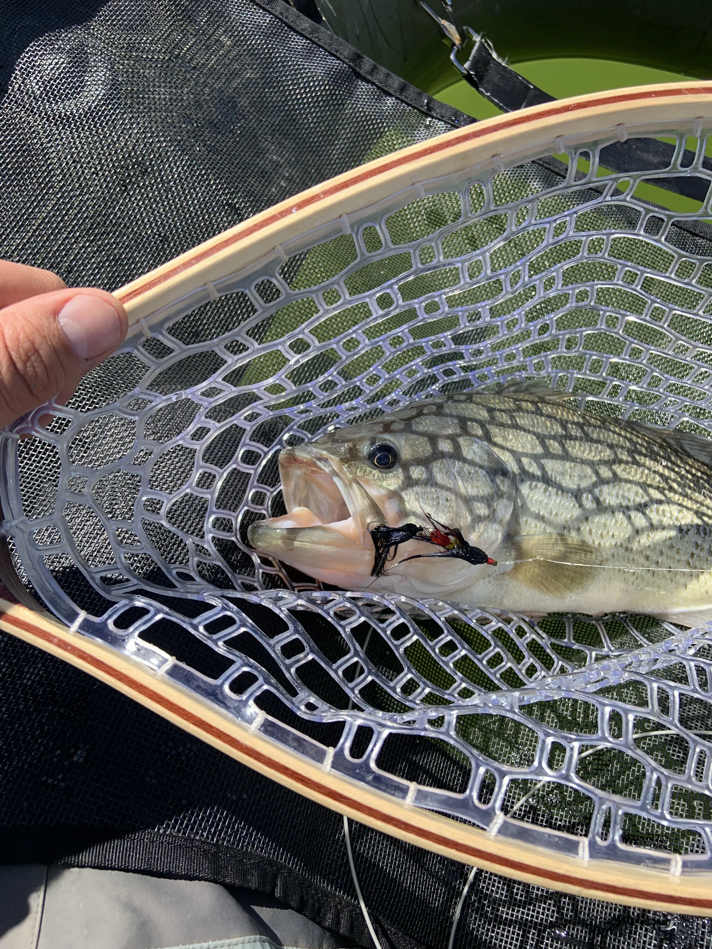Fish caught in a net with a fishing lure in its mouth.