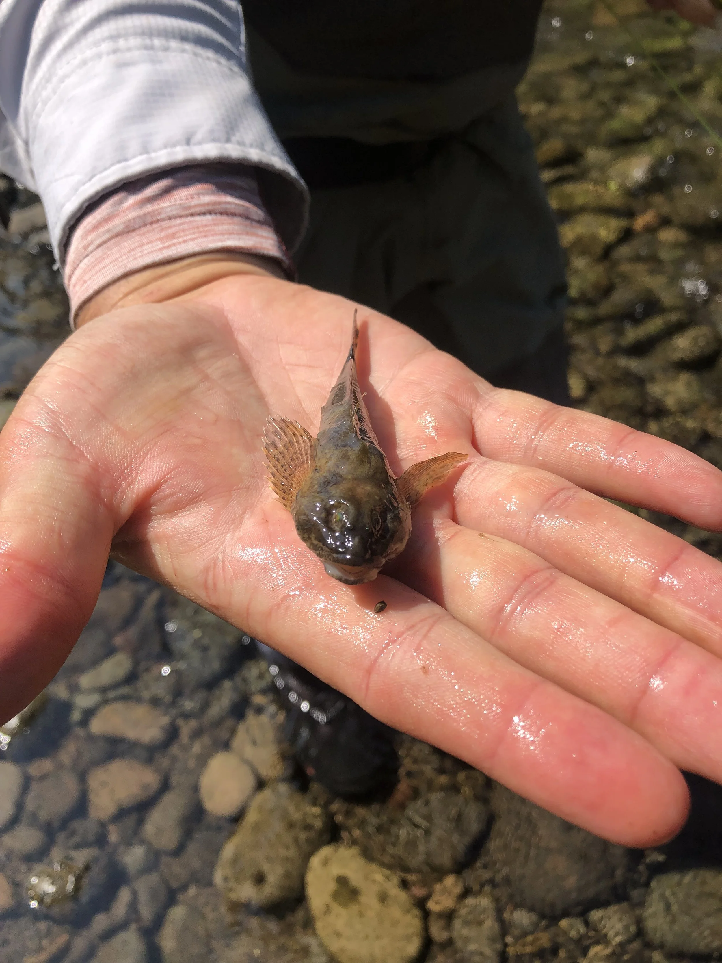 Small fish held in a person's hand over rocky water