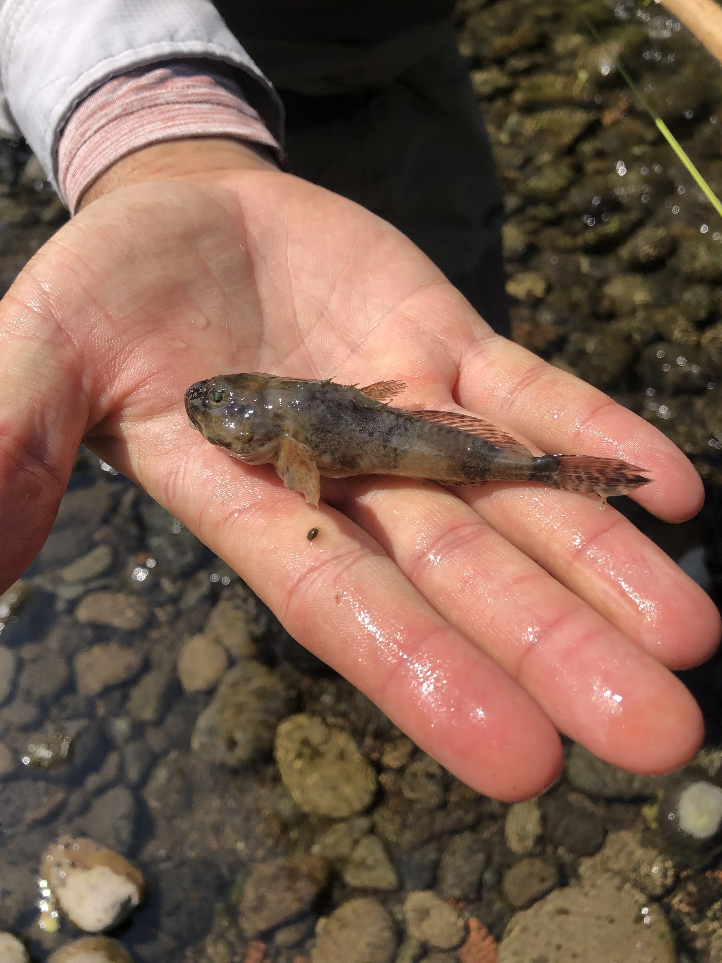 Close-up of a small fish held in a person's hand near a rocky riverbed.