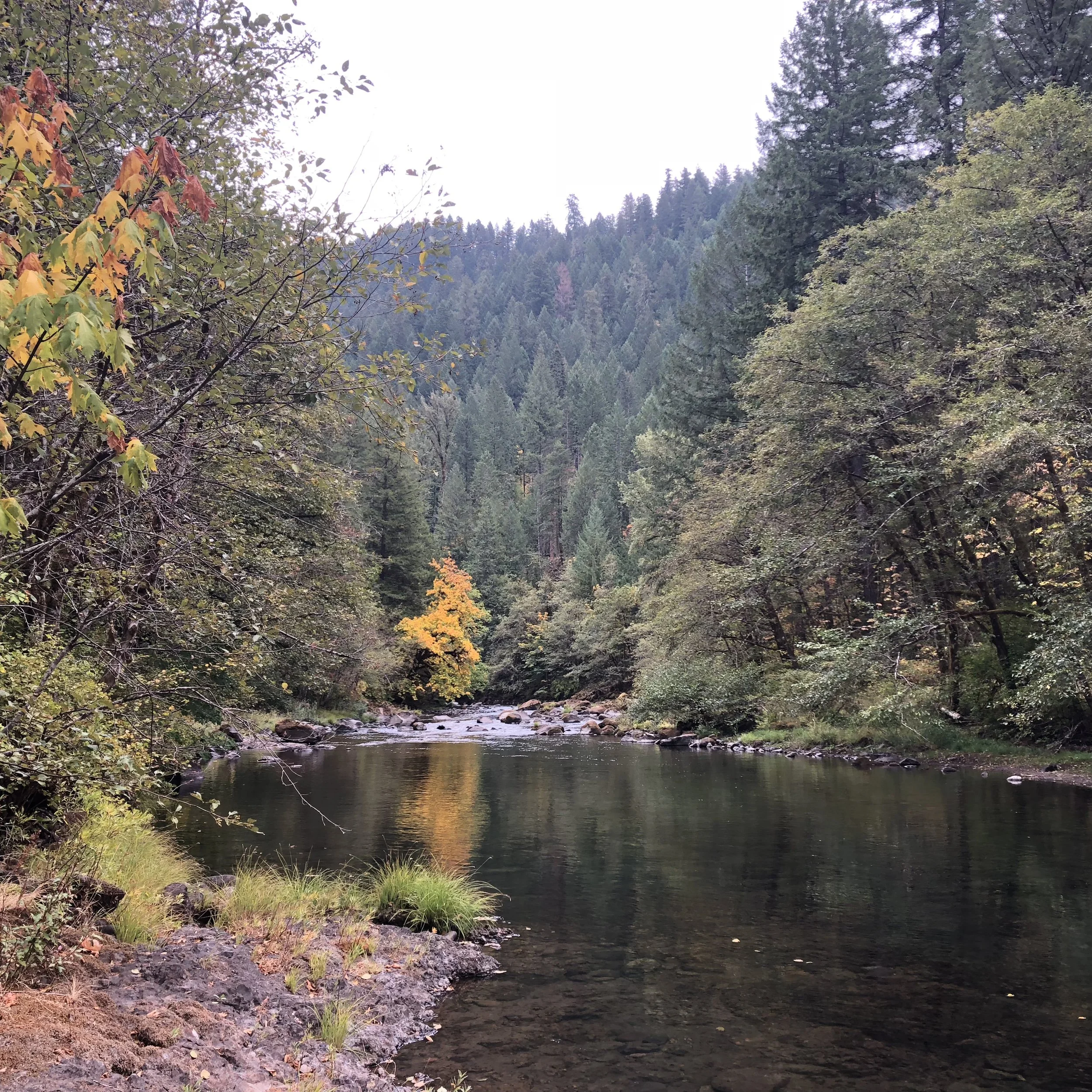 Tranquil forest river scene with lush green trees and autumn foliage reflections in the water.
