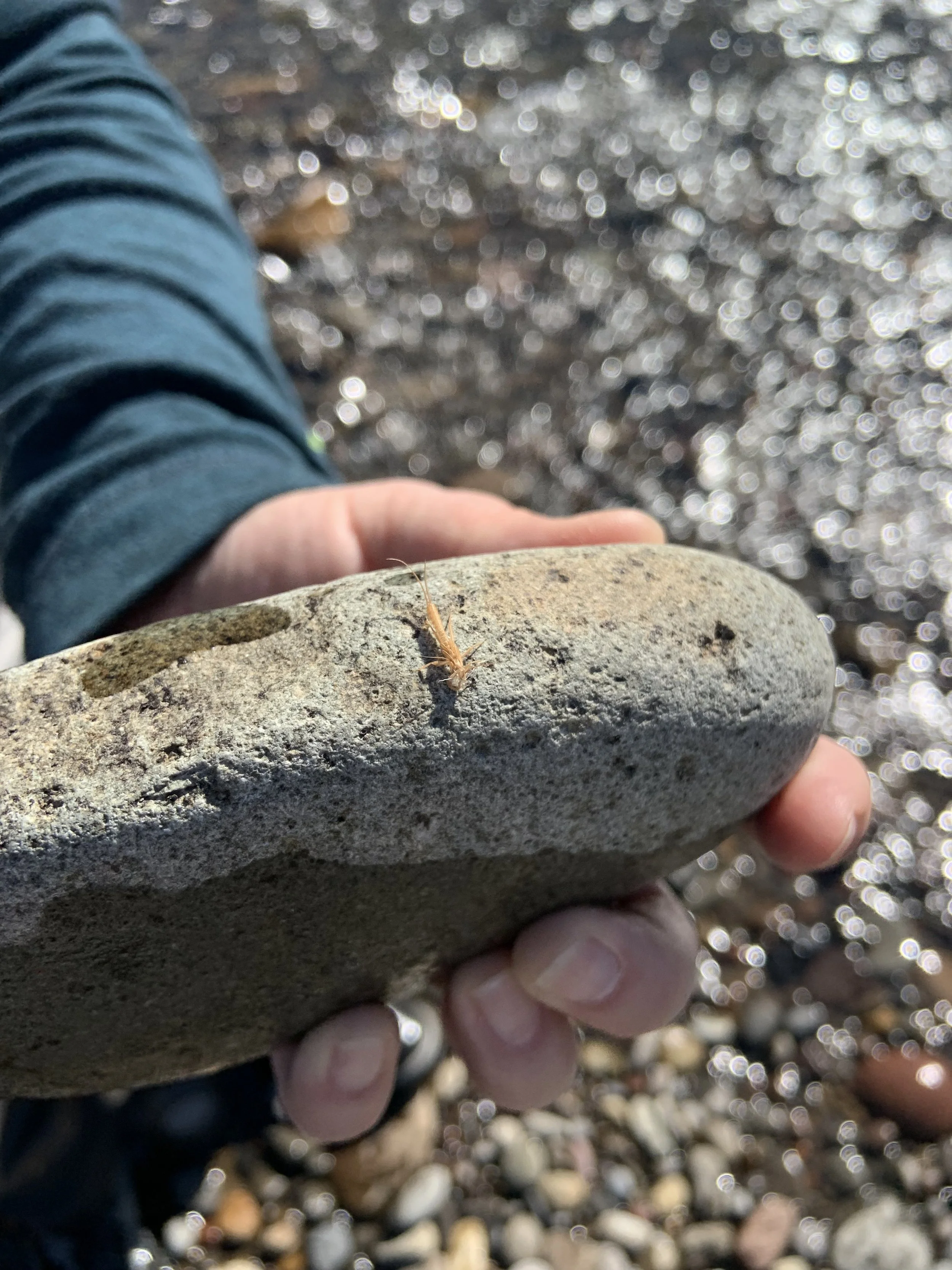 Person holding a rock with a small insect on it by a river